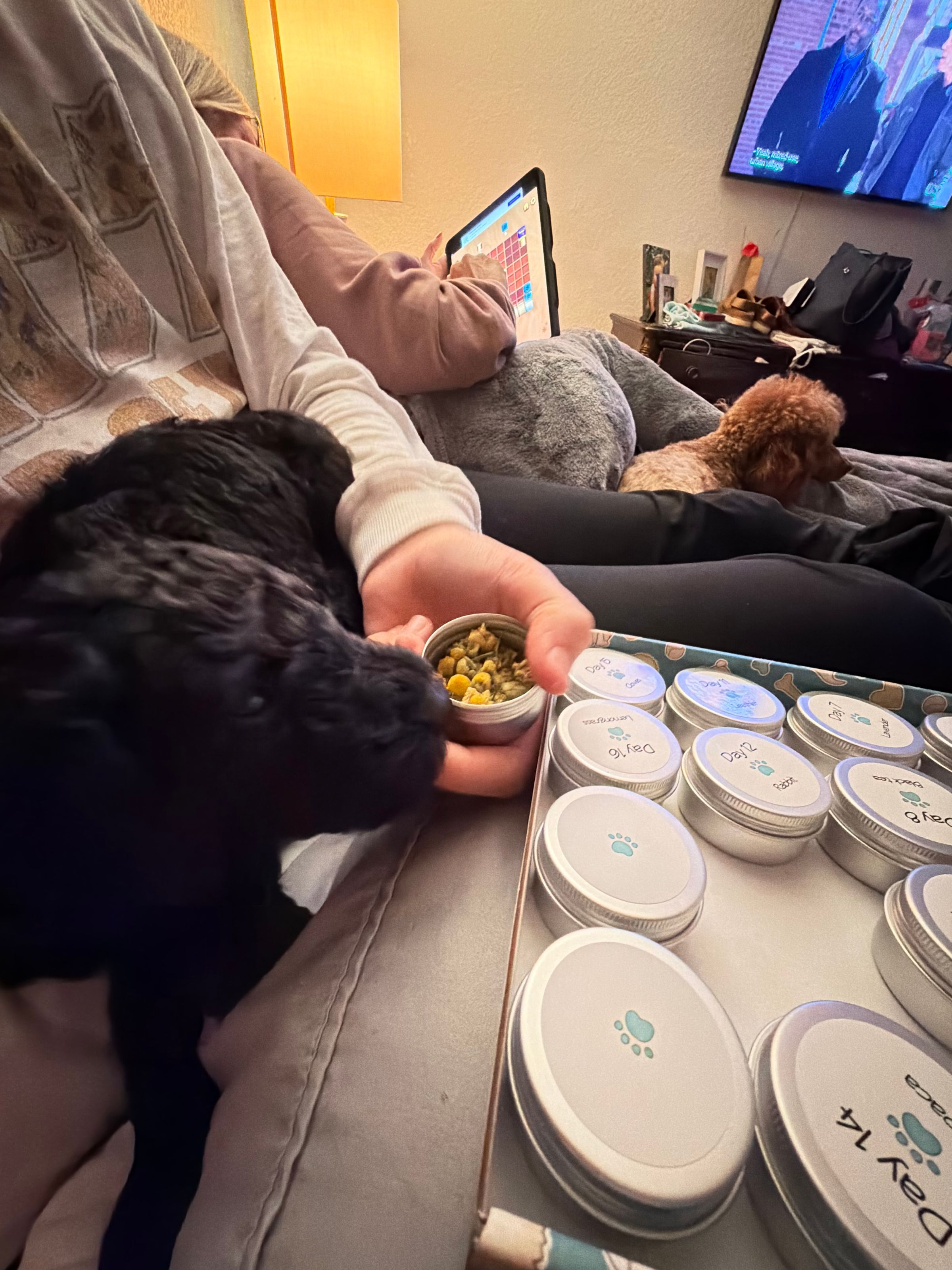 Royaldixiepoodles OFA/CHIC AKC Standard Poodle Breeder 's image