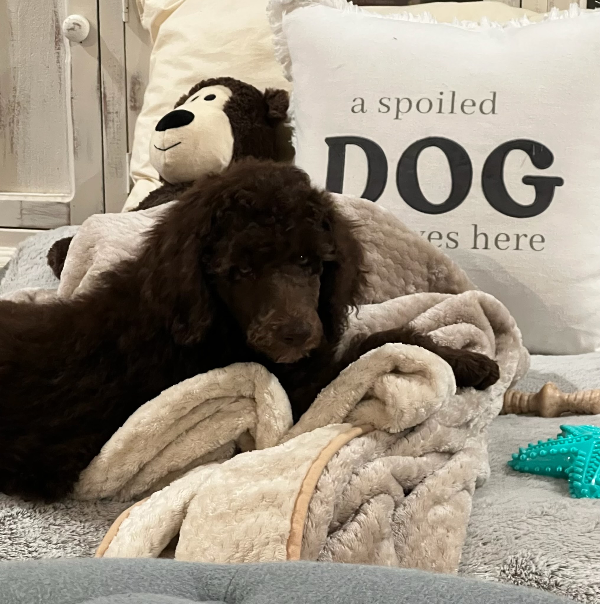Royaldixiepoodles OFA/CHIC AKC Standard Poodle Breeder 's image