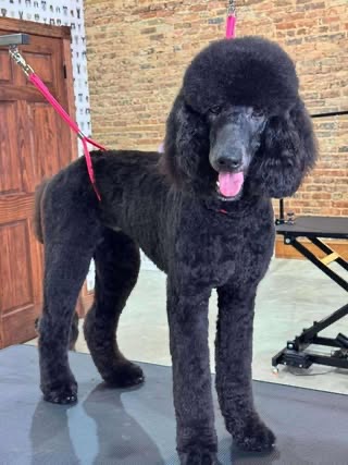 Ashlee, South Carolina avatar