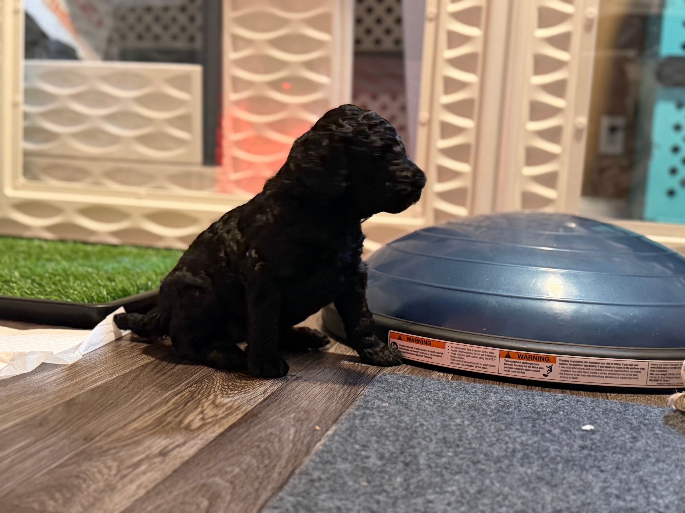 Royaldixiepoodles OFA/CHIC AKC Standard Poodle Breeder 's image