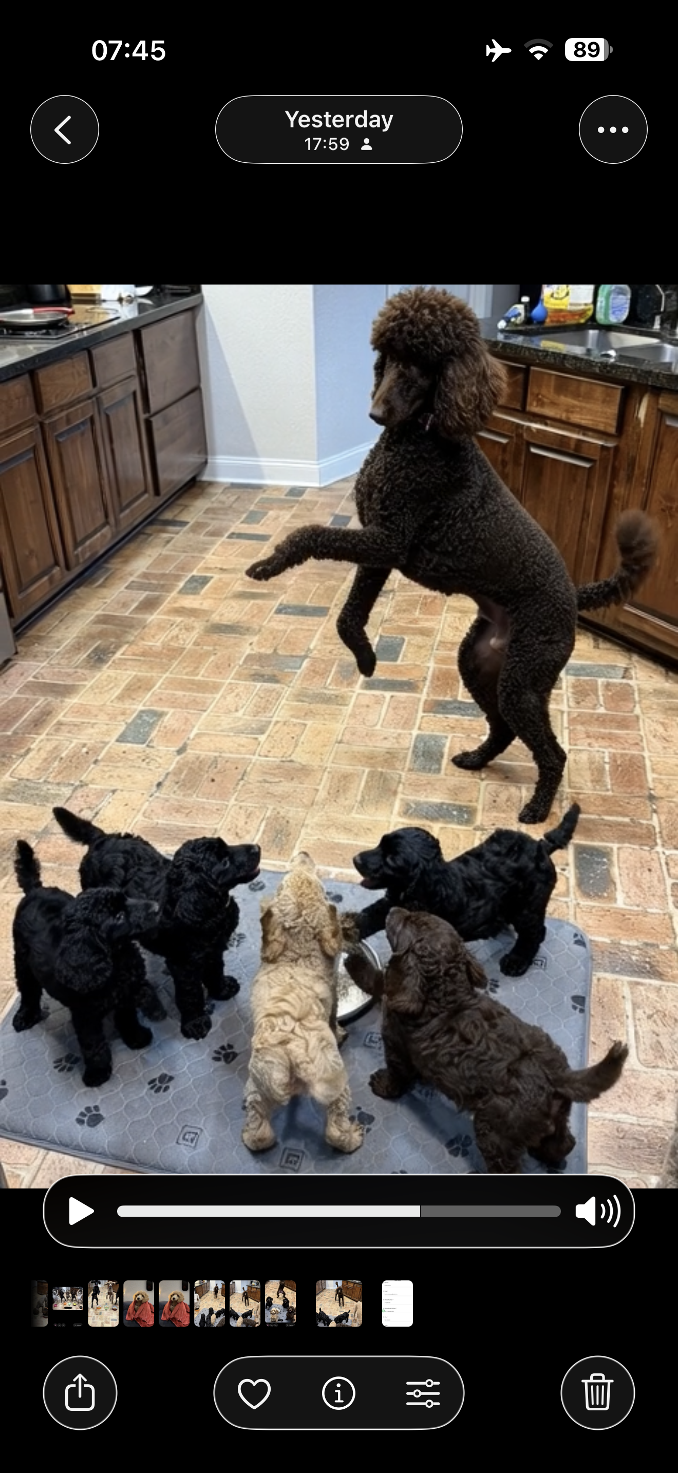 Royaldixiepoodles OFA/CHIC AKC Standard Poodle Breeder 's image