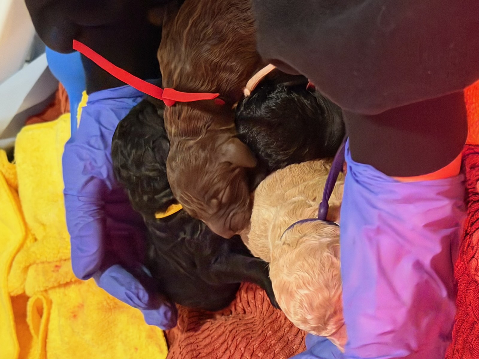 Royaldixiepoodles OFA/CHIC AKC Standard Poodle Breeder 's image