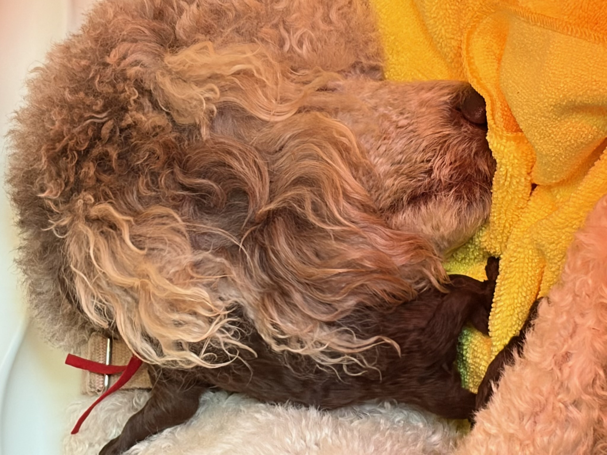 Royaldixiepoodles OFA/CHIC AKC Standard Poodle Breeder 's image