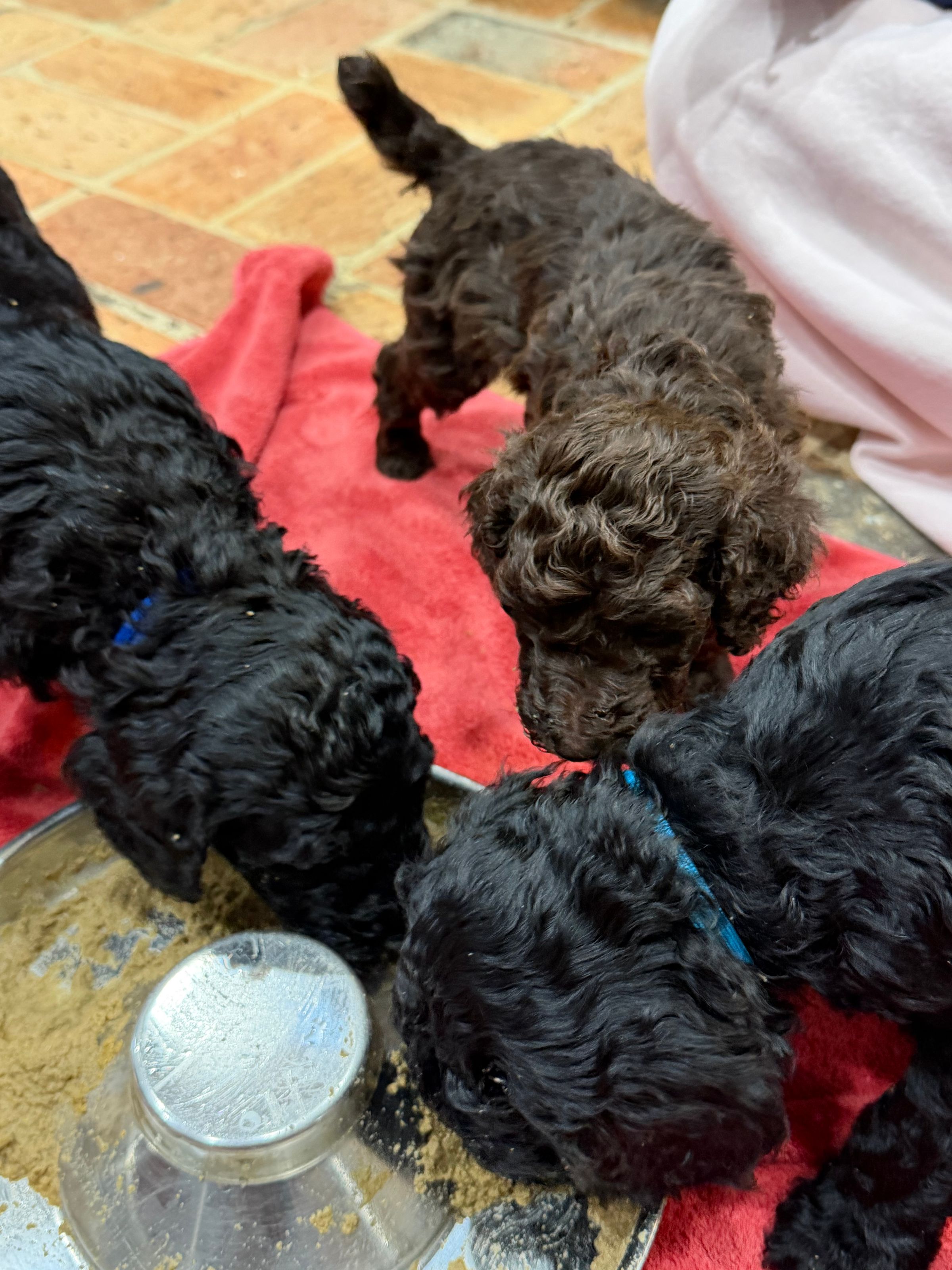 Royaldixiepoodles OFA/CHIC AKC Standard Poodle Breeder 's image