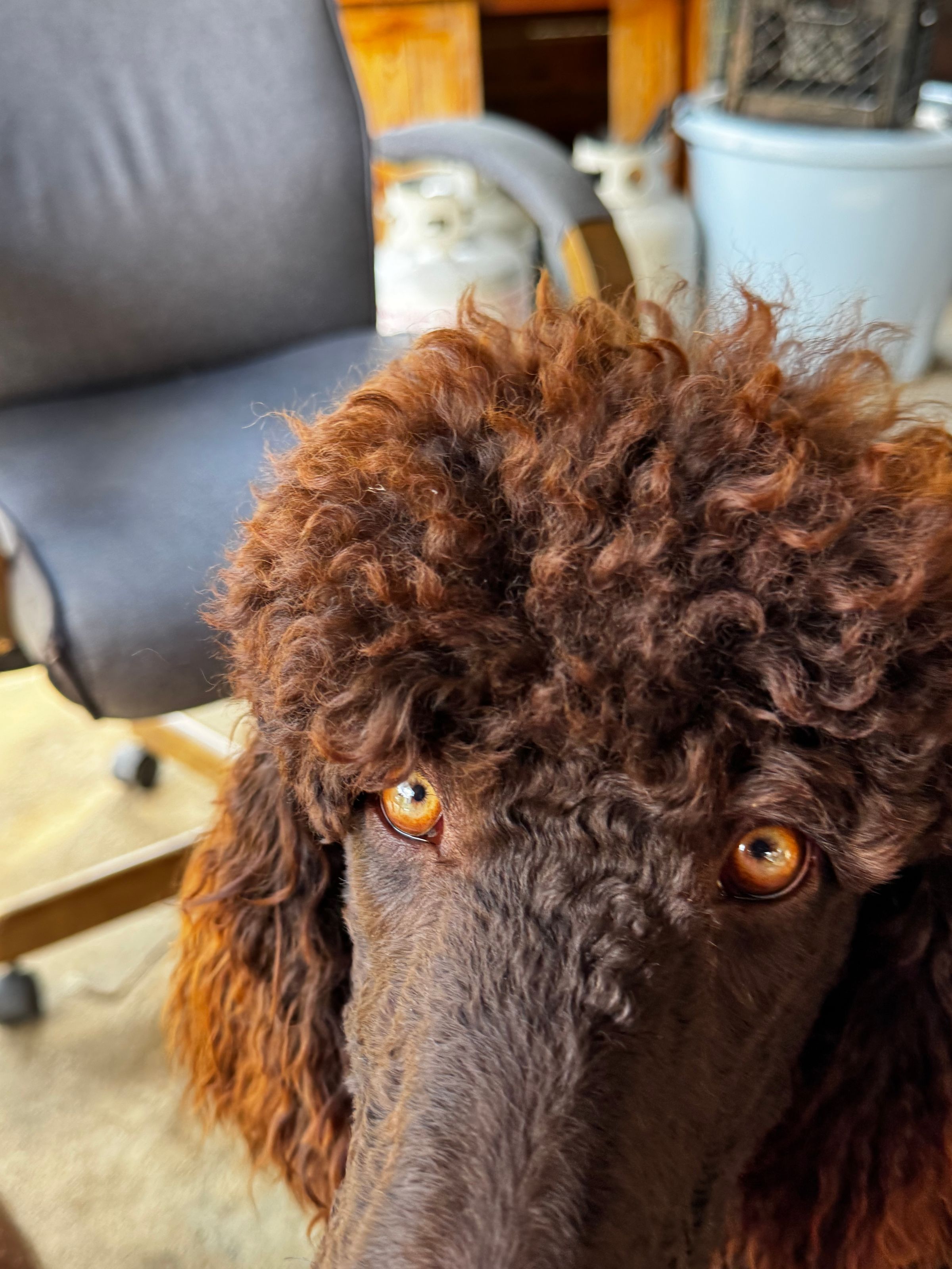 Royaldixiepoodles OFA/CHIC AKC Standard Poodle Breeder 's image