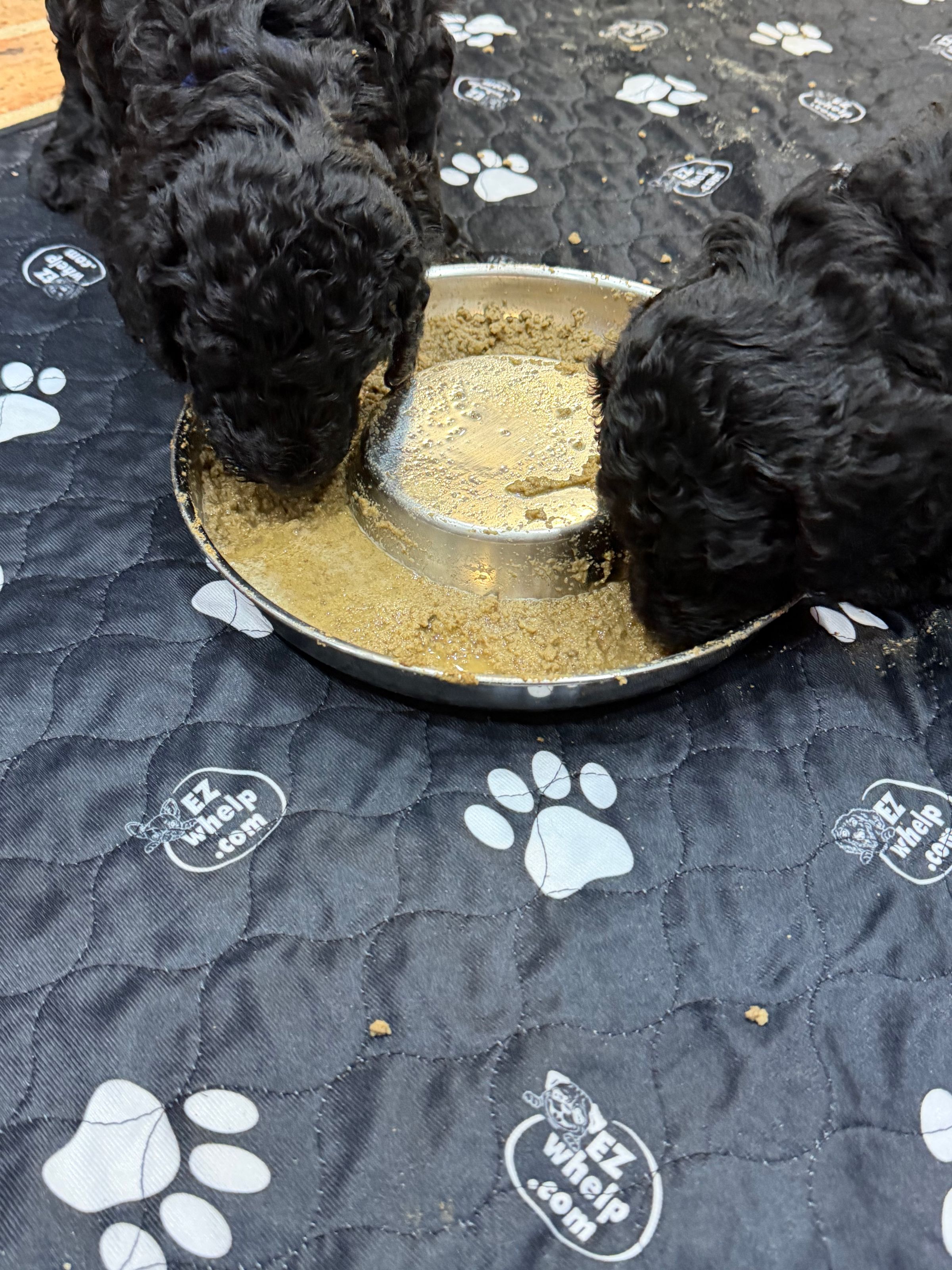 Royaldixiepoodles OFA/CHIC AKC Standard Poodle Breeder 's image