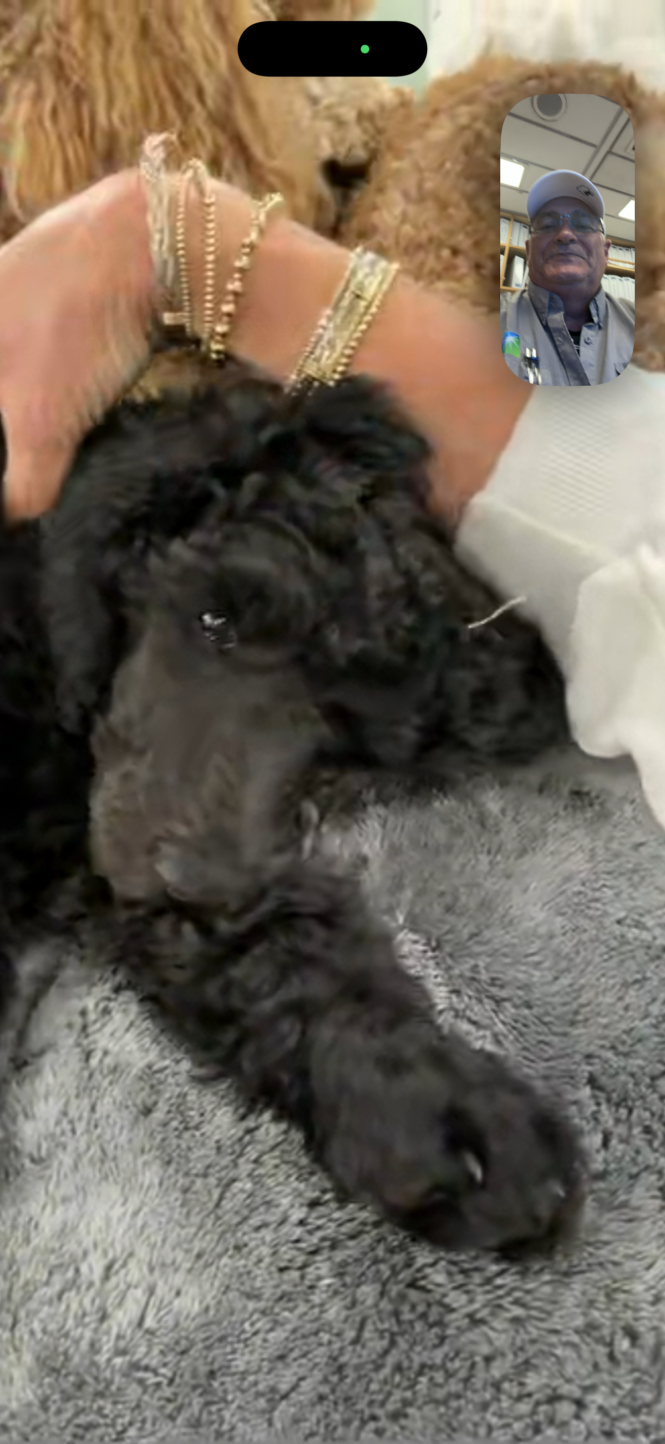 Royaldixiepoodles OFA/CHIC AKC Standard Poodle Breeder 's image