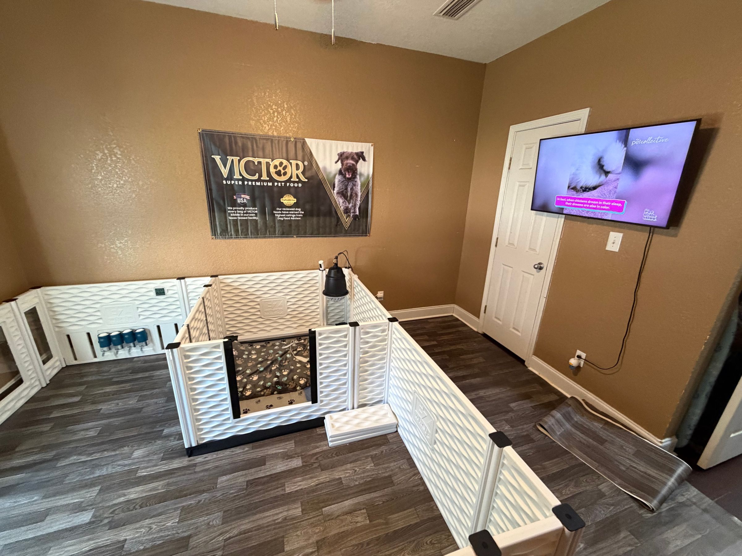 Royaldixiepoodles OFA/CHIC AKC Standard Poodle Breeder 's image