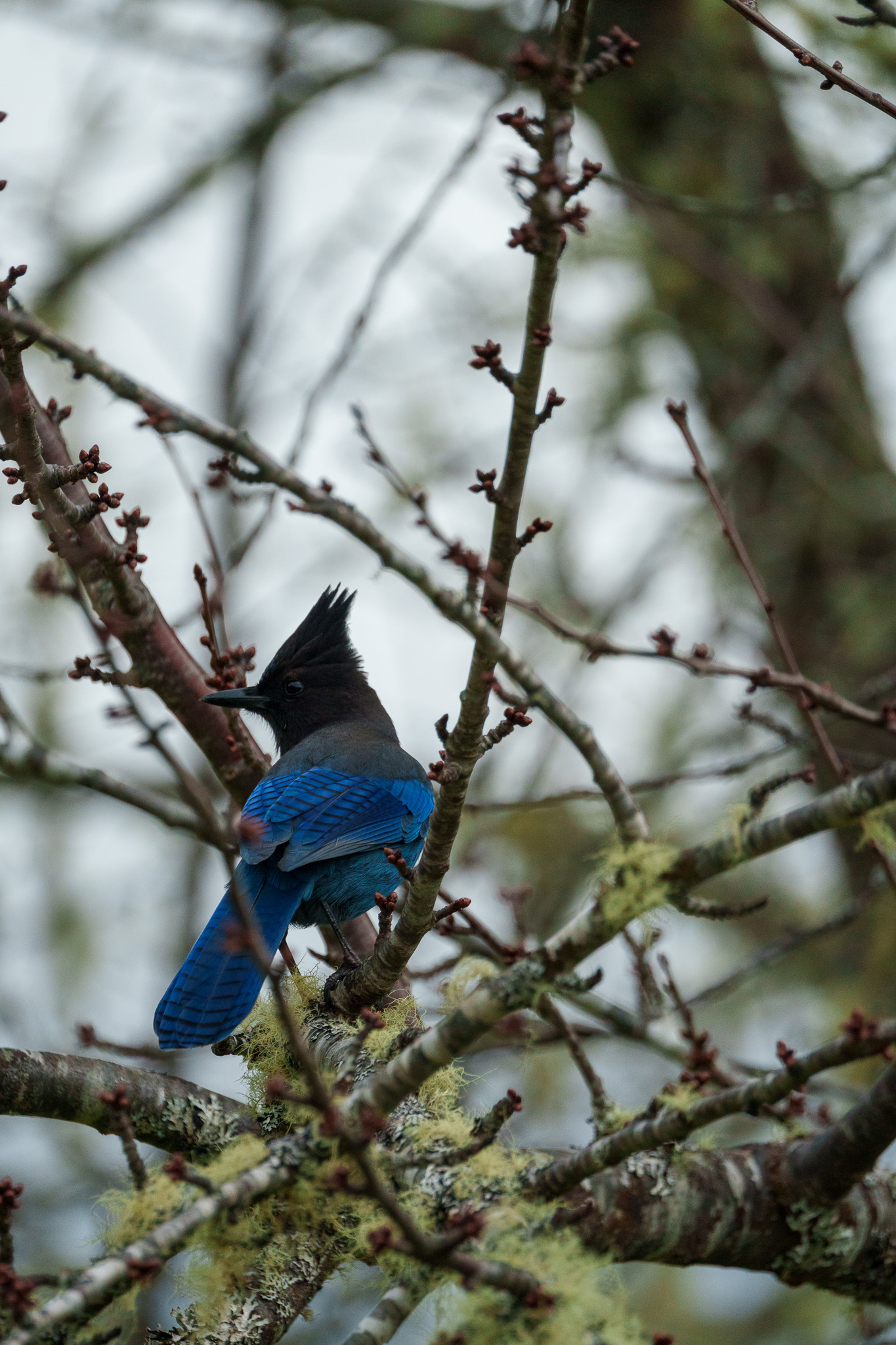 Stellar Jay