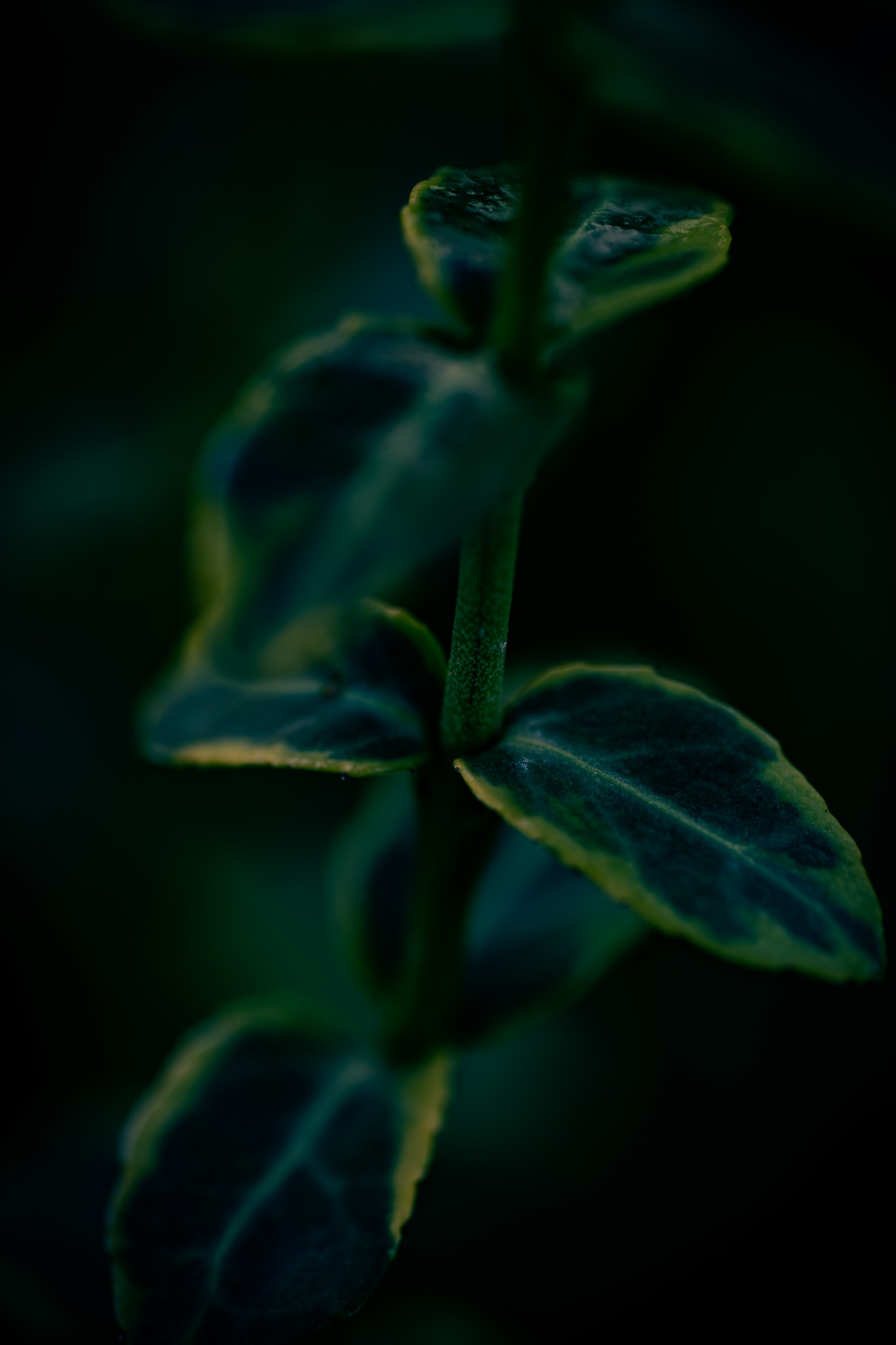 Cinematic 33 Media's image