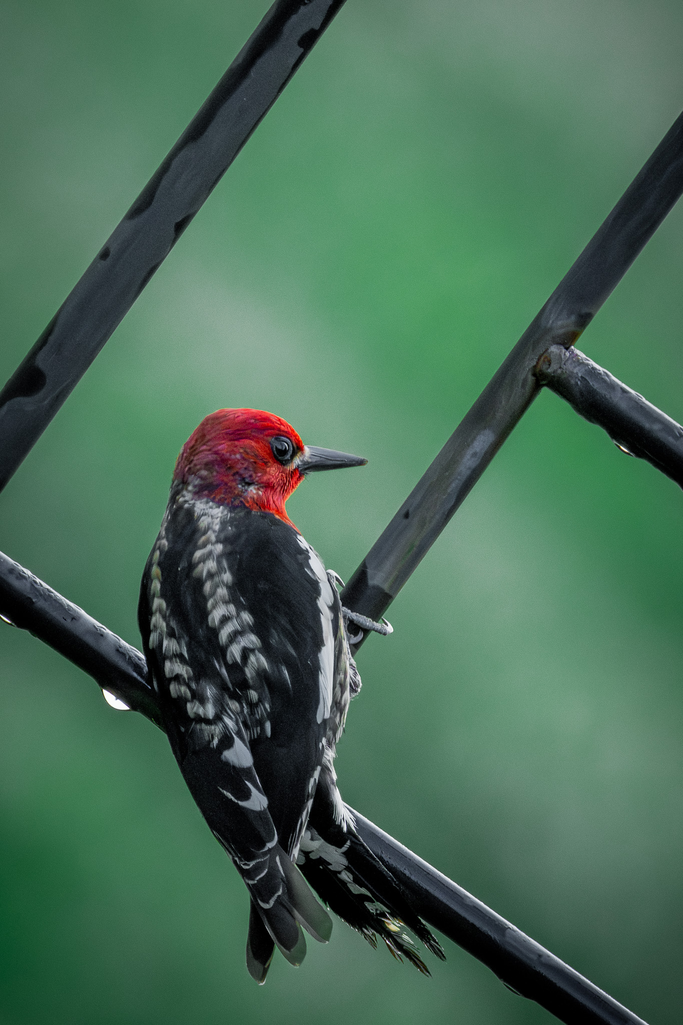Red-Breasted Sap Sucker