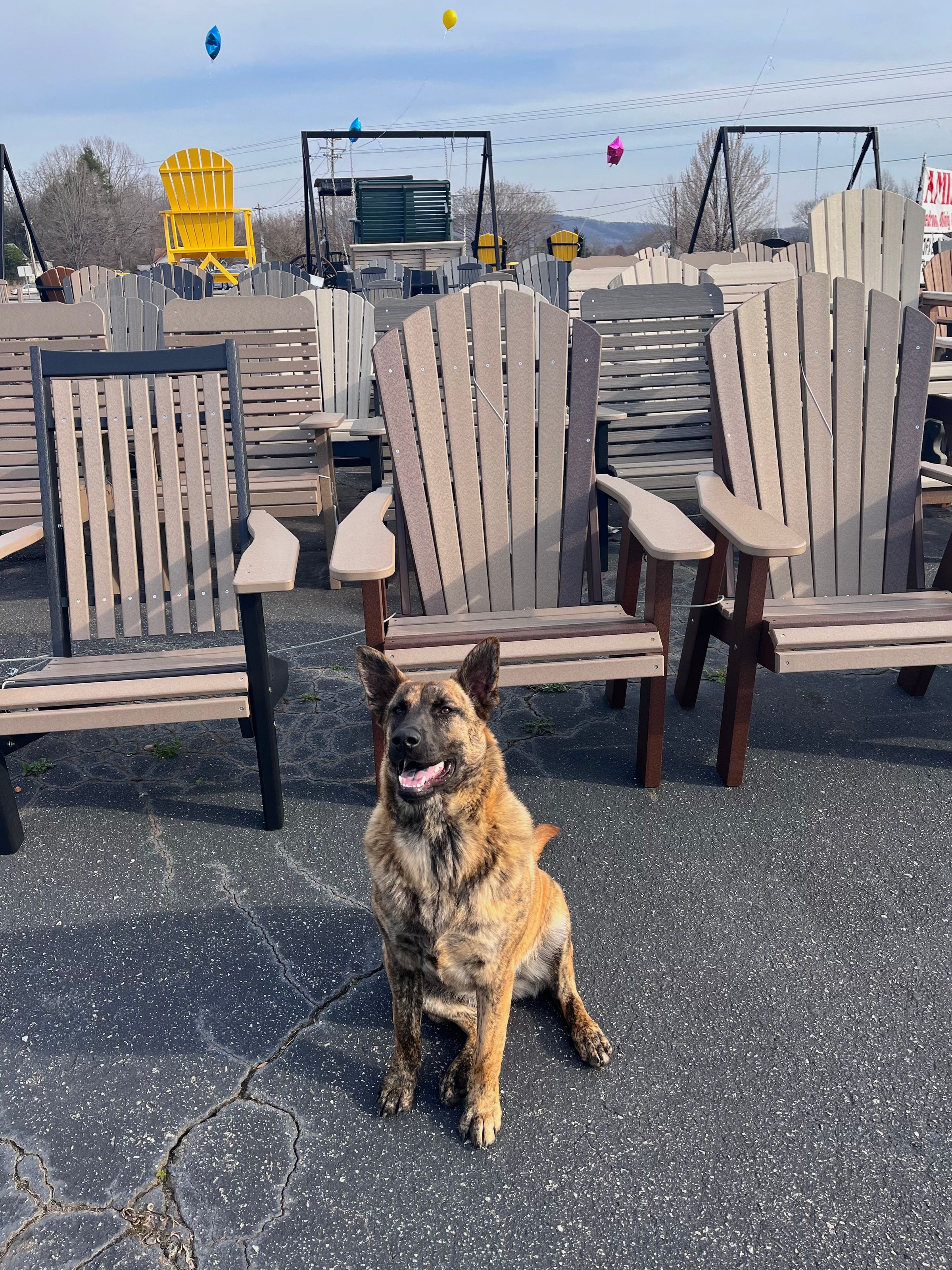 Missy is our little mascot 