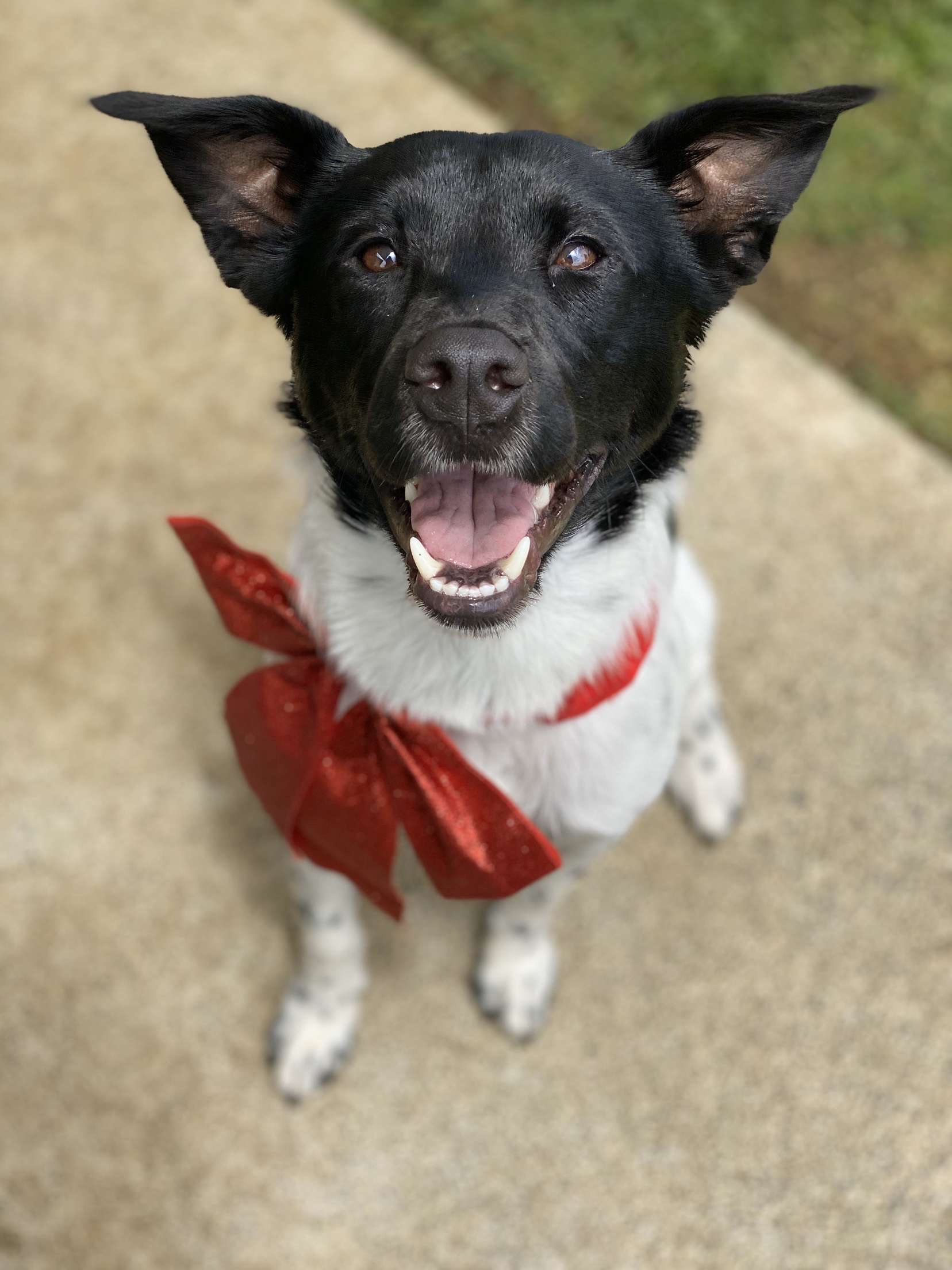 Dog walking & Pet Sitting Auckland | Pups in Motion NZ's image