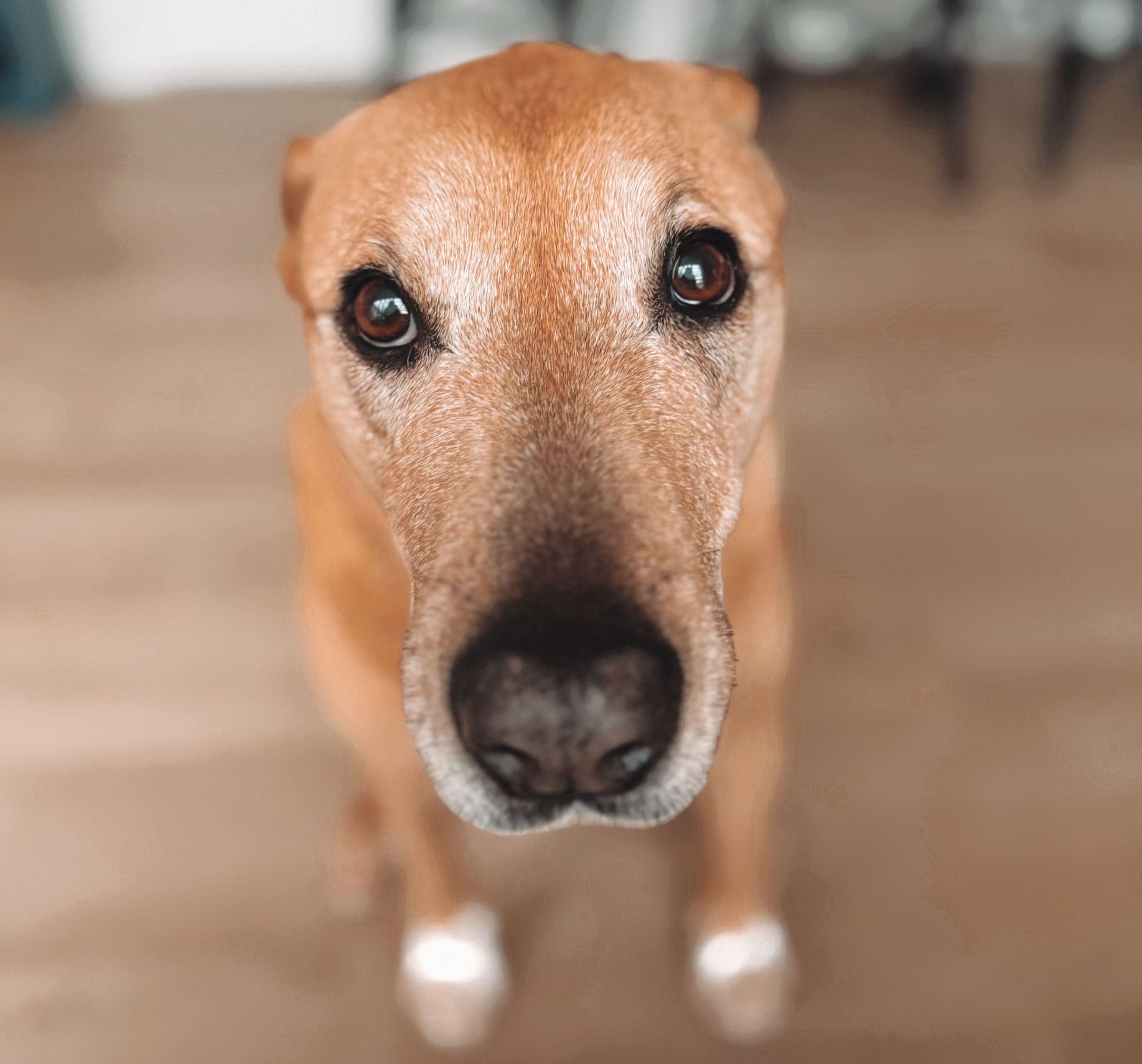 Dog walking & Pet Sitting Auckland | Pups in Motion NZ's image