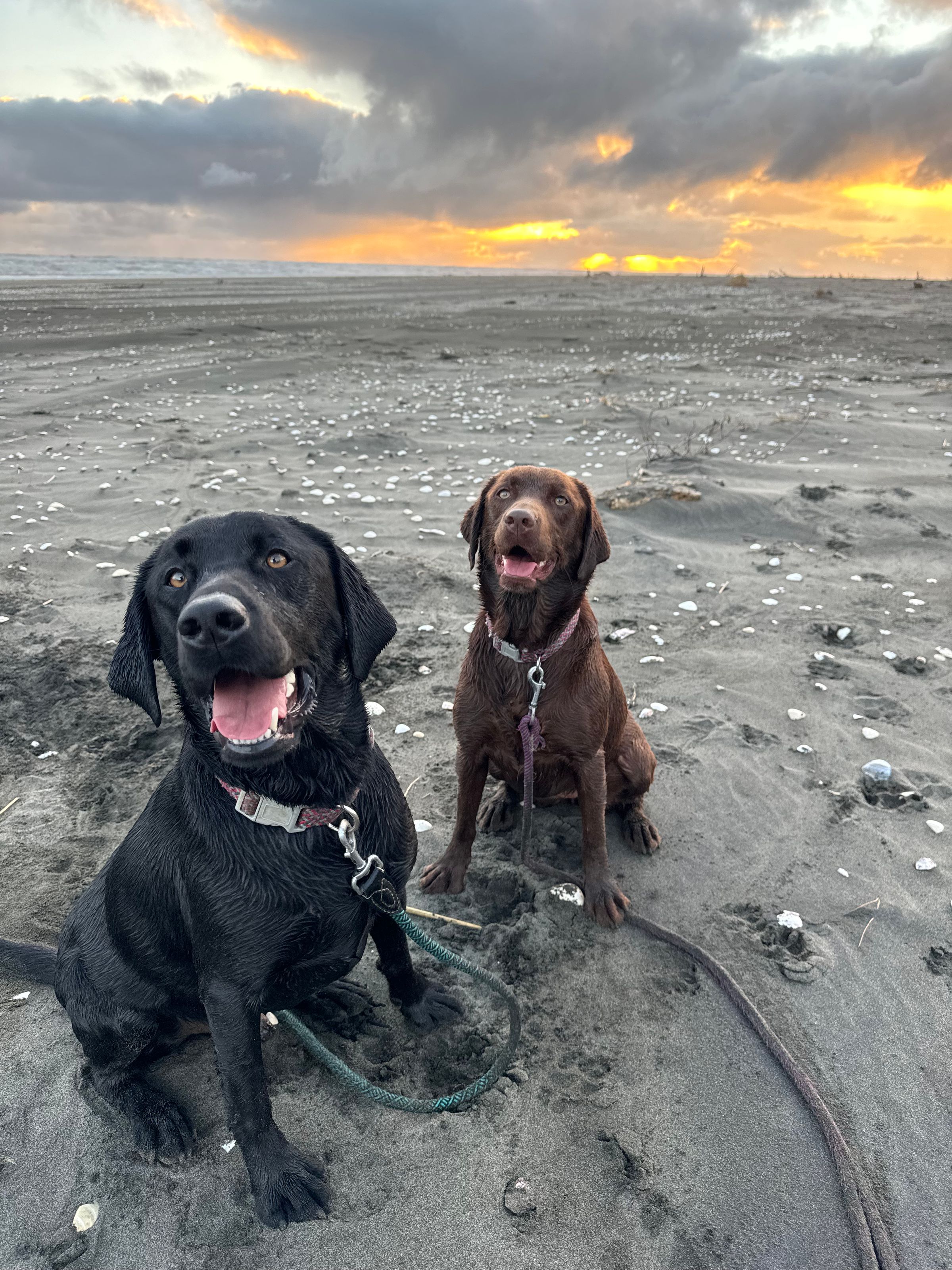 Dog walking & Pet Sitting Auckland | Pups in Motion NZ's image