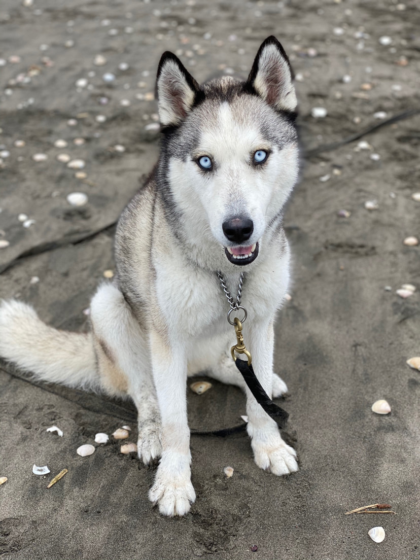 Dog walking & Pet Sitting Auckland | Pups in Motion NZ's image