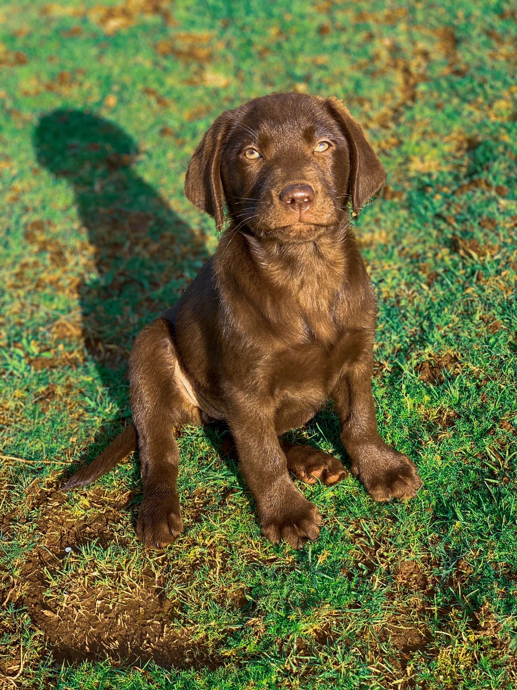 Dog walking & Pet Sitting Auckland | Pups in Motion NZ's image