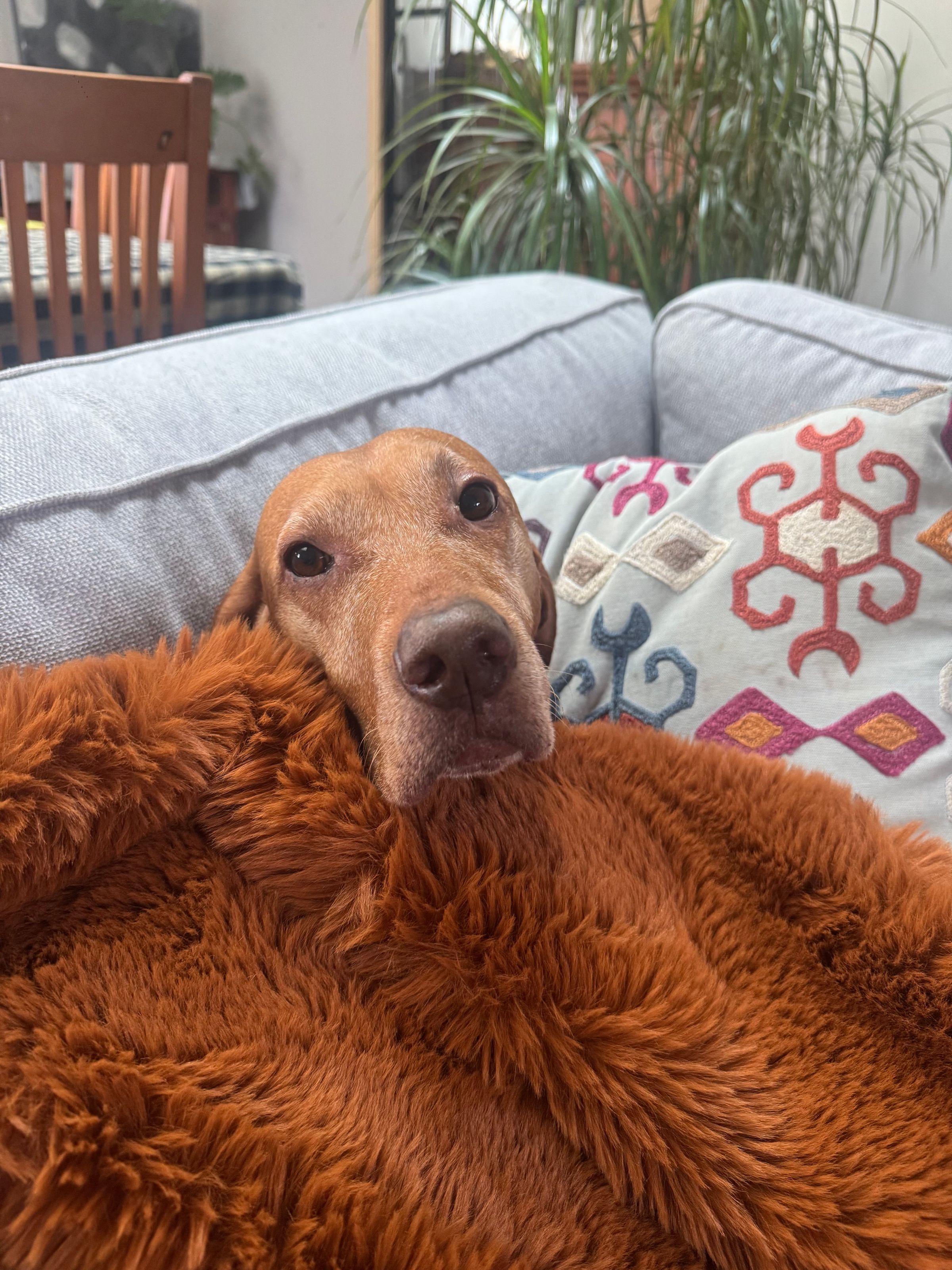 Dog walking & Pet Sitting Auckland | Pups in Motion NZ's image