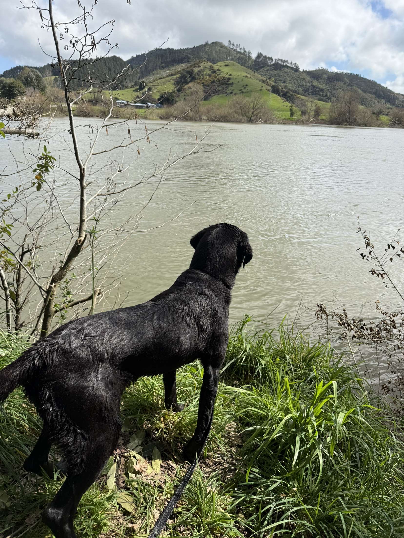 Dog walking & Pet Sitting Auckland | Pups in Motion NZ's image