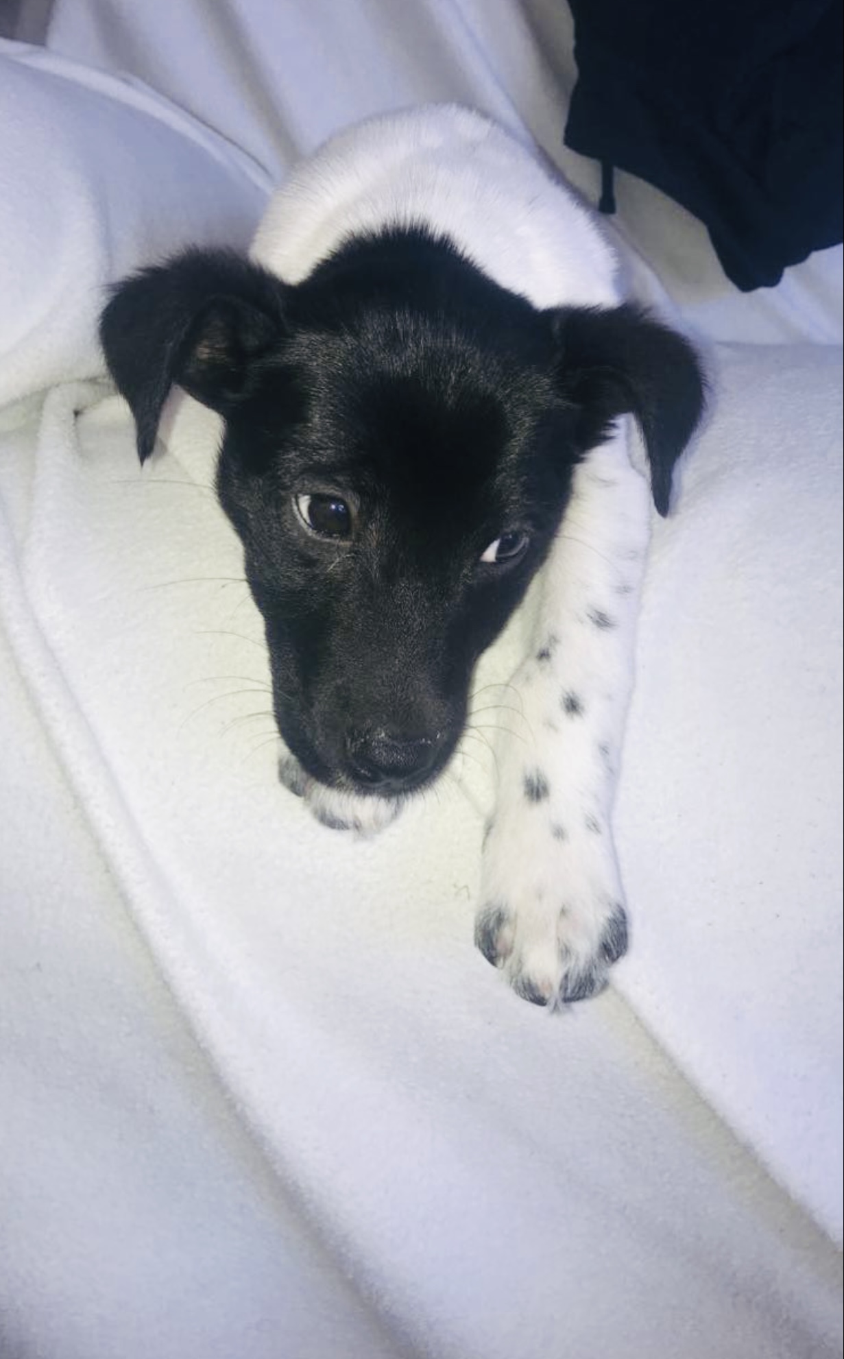 Dog walking & Pet Sitting Auckland | Pups in Motion NZ's image