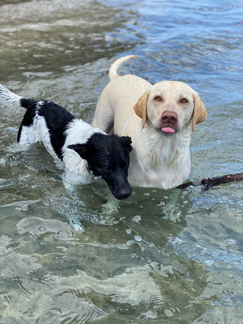 Dog walking & Pet Sitting Auckland | Pups in Motion NZ's image