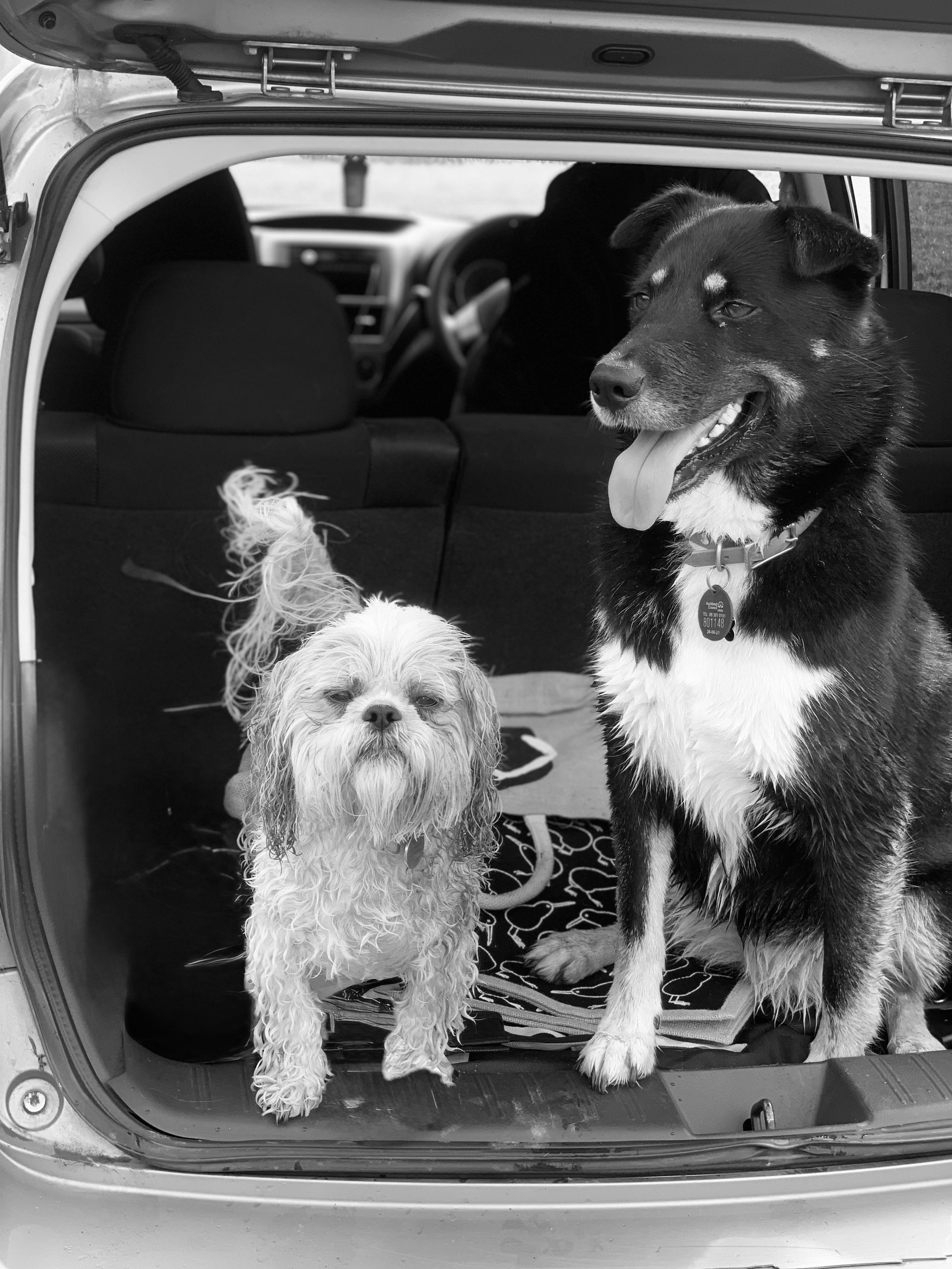 Dog walking & Pet Sitting Auckland | Pups in Motion NZ's image