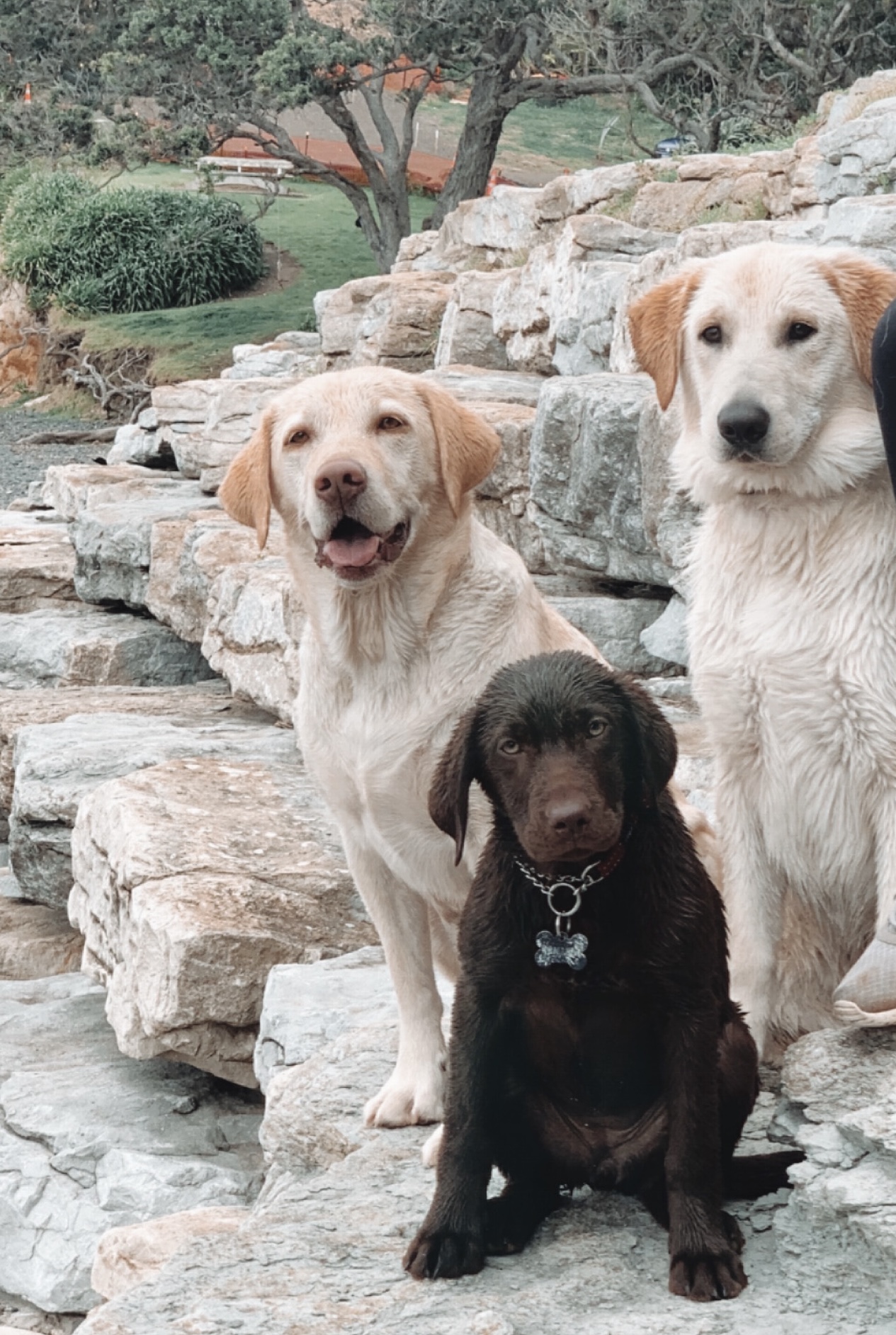 Dog walking & Pet Sitting Auckland | Pups in Motion NZ's image