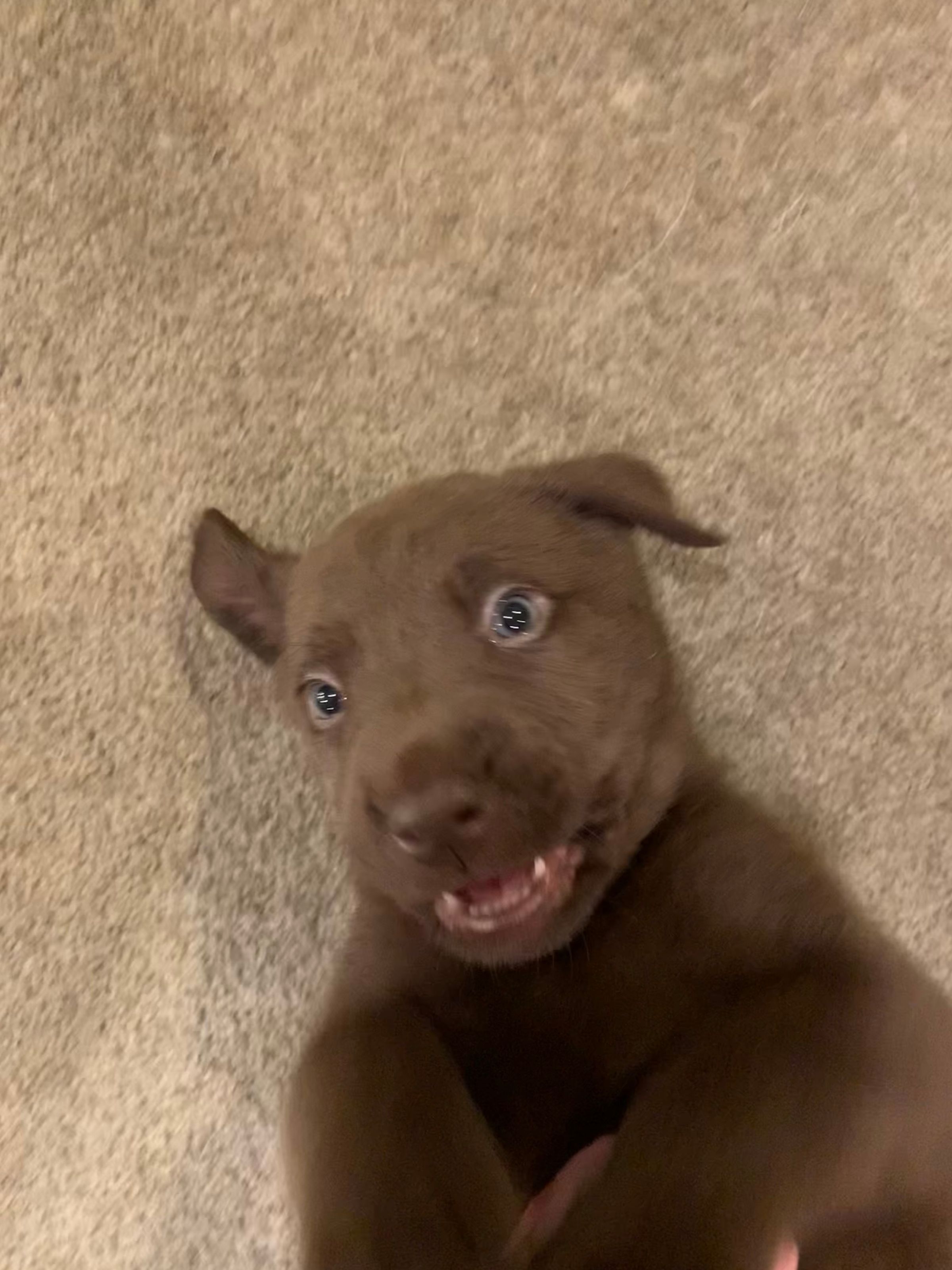 Dog walking & Pet Sitting Auckland | Pups in Motion NZ's image