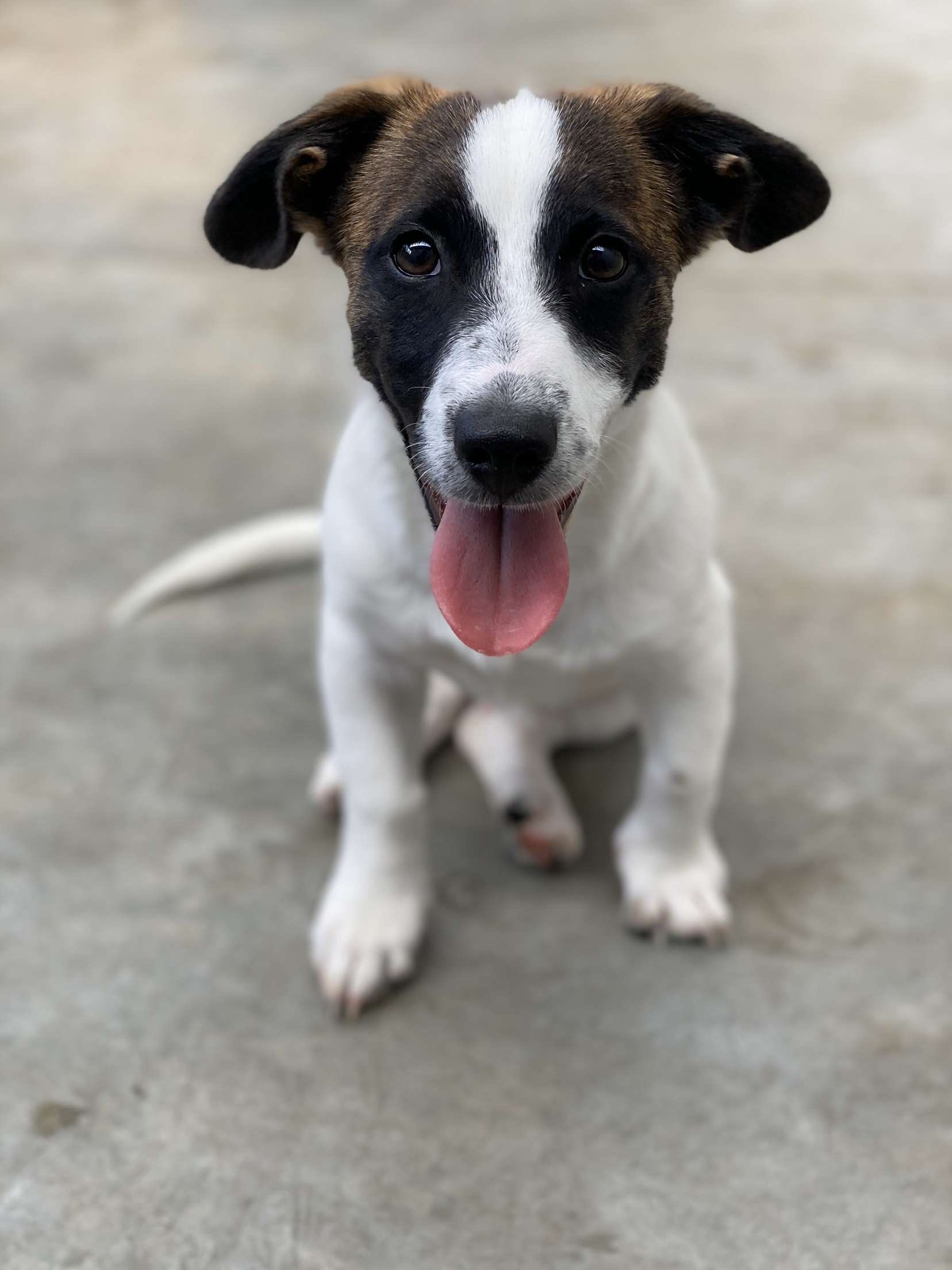 Dog walking & Pet Sitting Auckland | Pups in Motion NZ's image