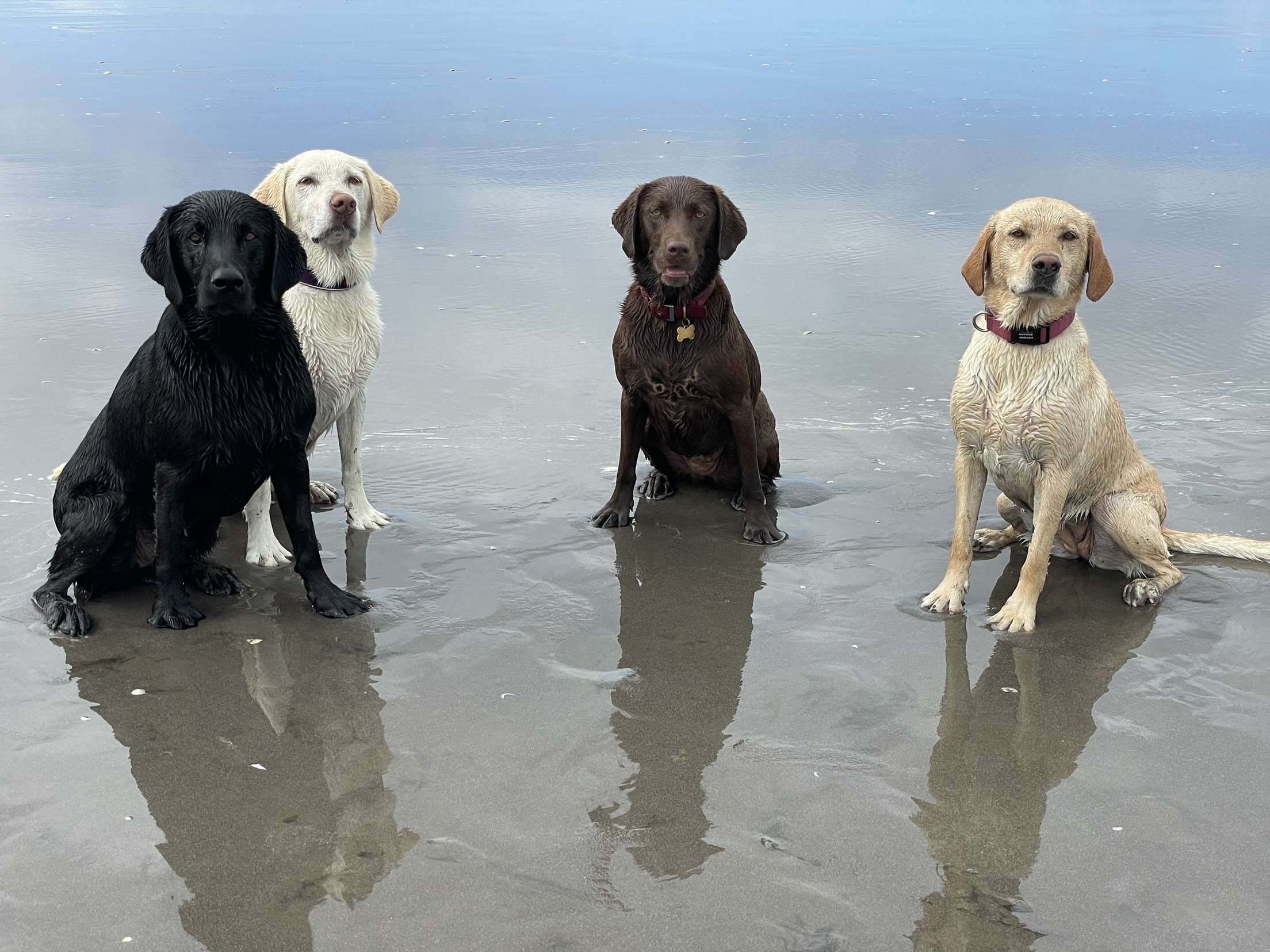 Dog walking & Pet Sitting Auckland | Pups in Motion NZ's image