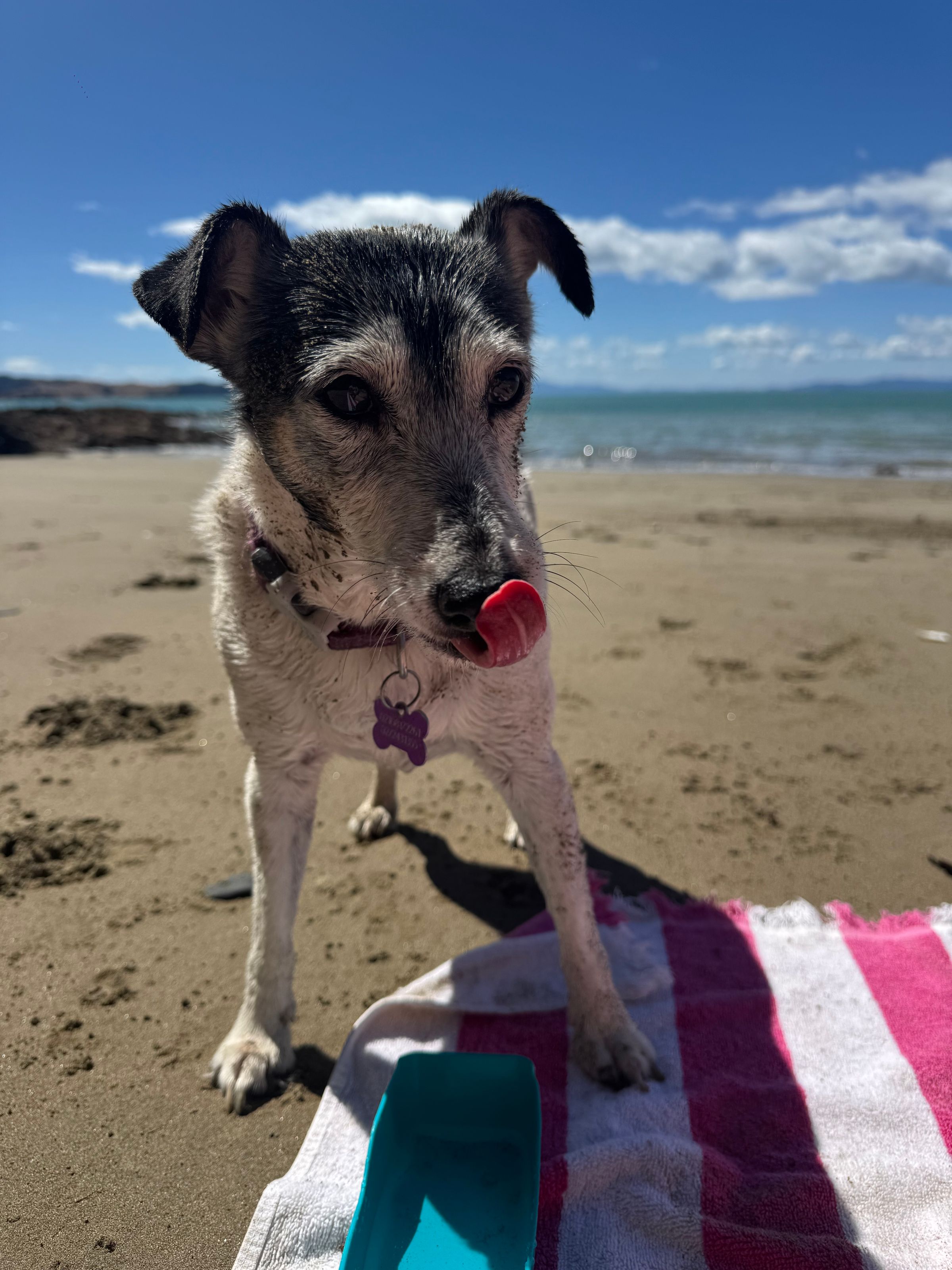 Dog walking & Pet Sitting Auckland | Pups in Motion NZ's image