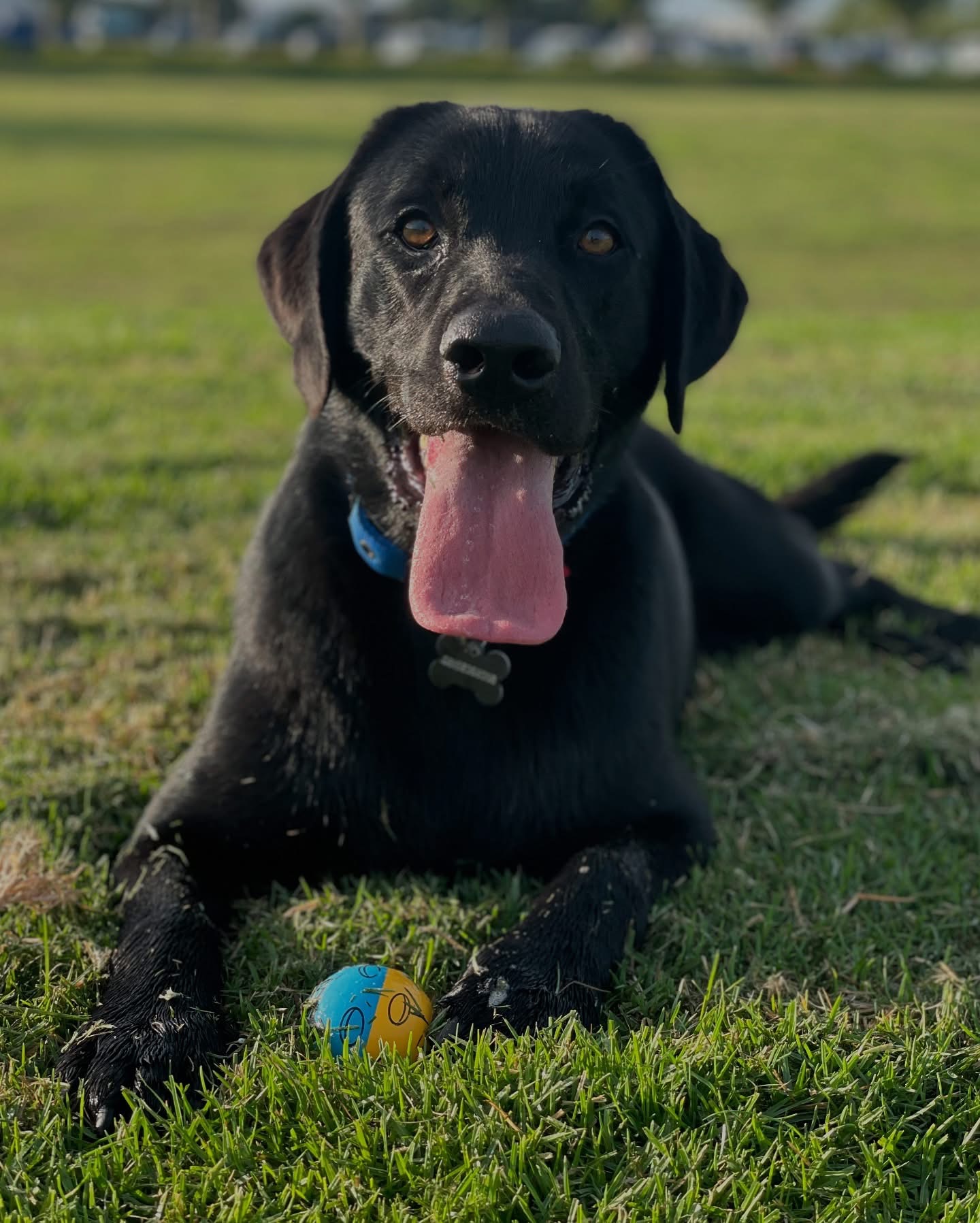 Dog walking & Pet Sitting Auckland | Pups in Motion NZ's image