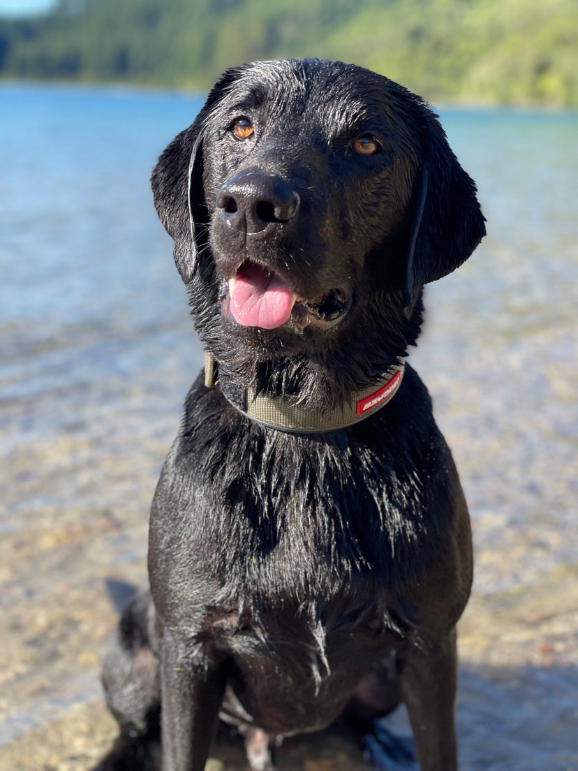 Dog walking & Pet Sitting Auckland | Pups in Motion NZ's image