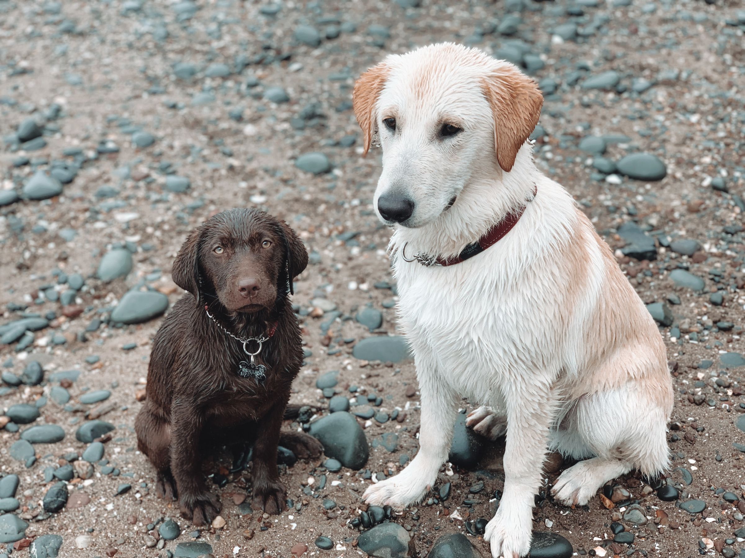 Dog walking & Pet Sitting Auckland | Pups in Motion NZ's image