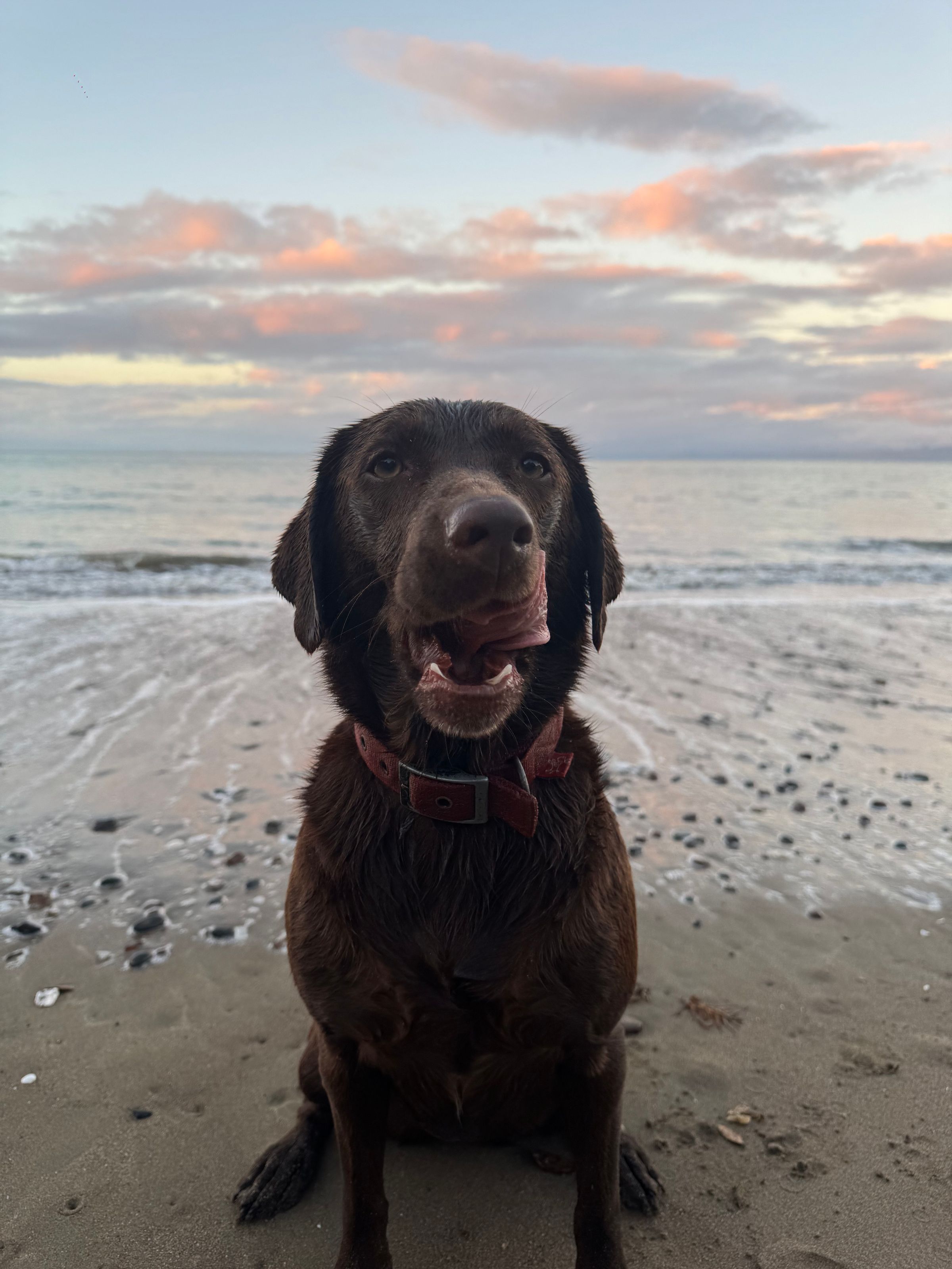 Dog walking & Pet Sitting Auckland | Pups in Motion NZ's image