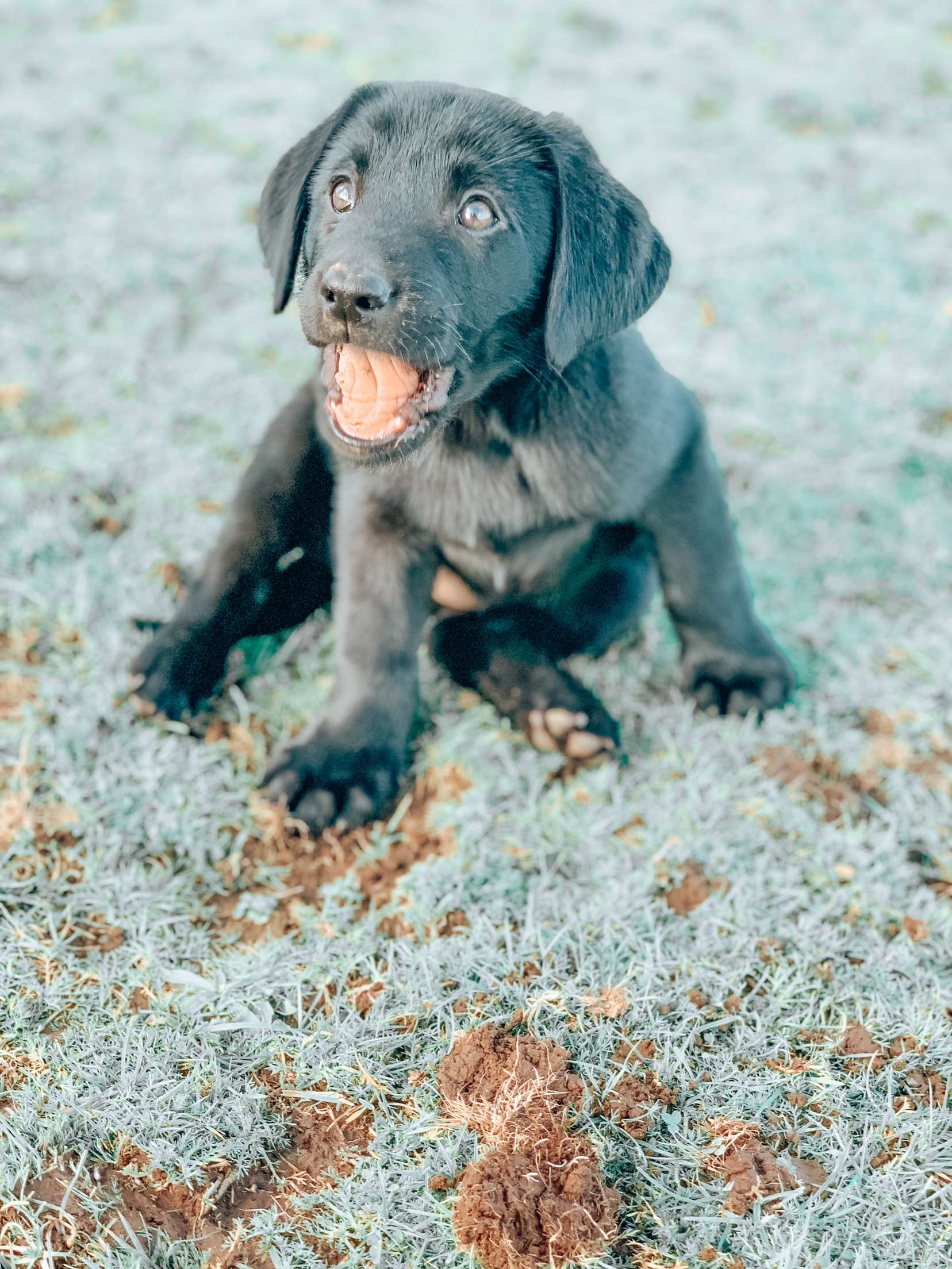 Dog walking & Pet Sitting Auckland | Pups in Motion NZ's image