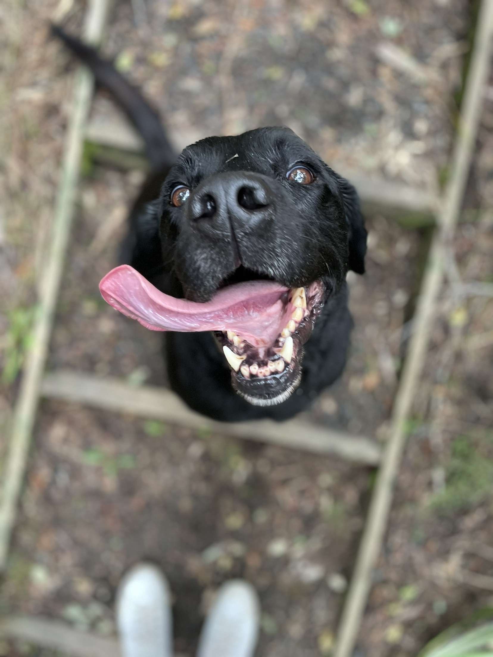 Dog walking & Pet Sitting Auckland | Pups in Motion NZ's image