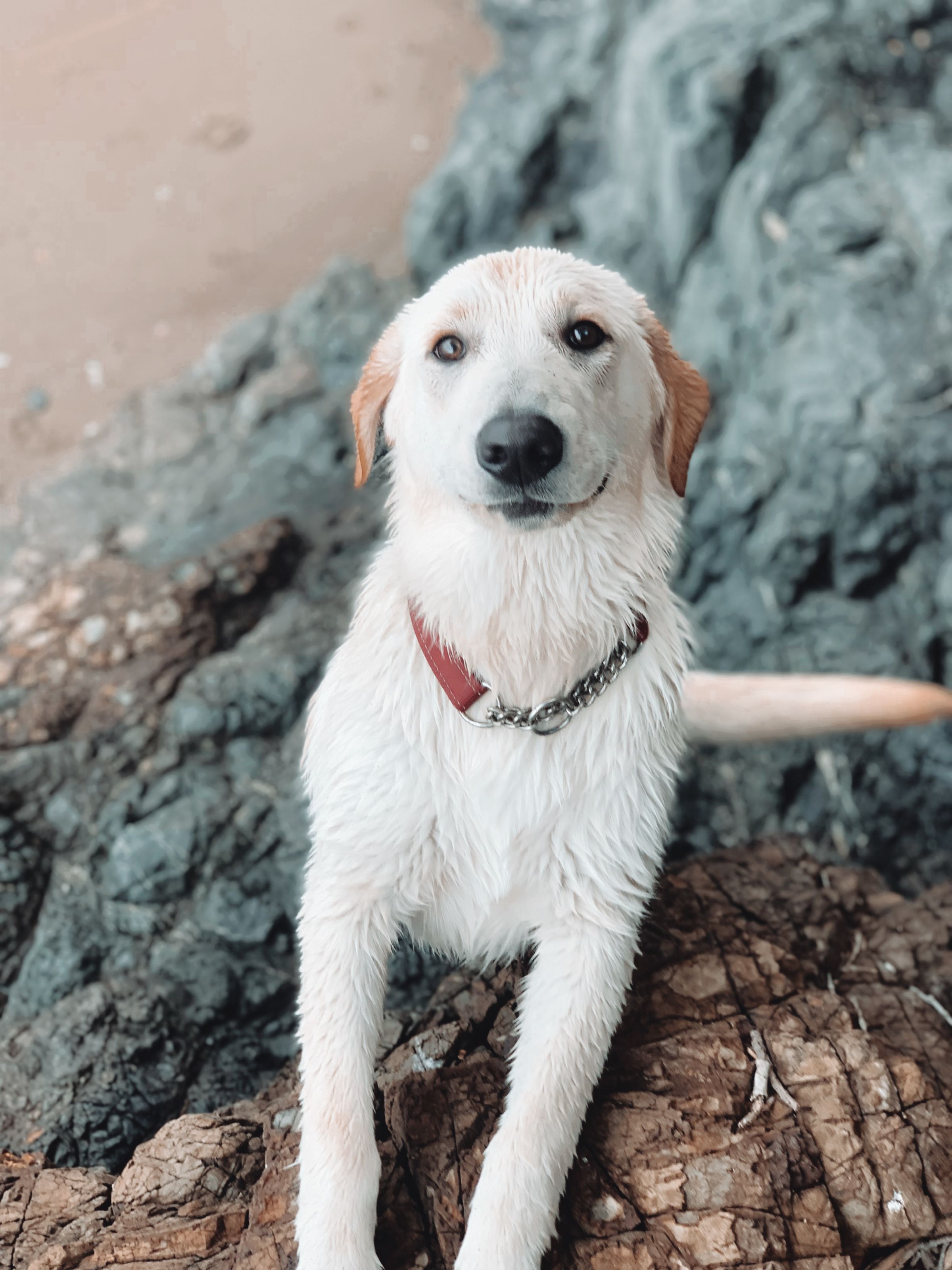 Dog walking & Pet Sitting Auckland | Pups in Motion NZ's image