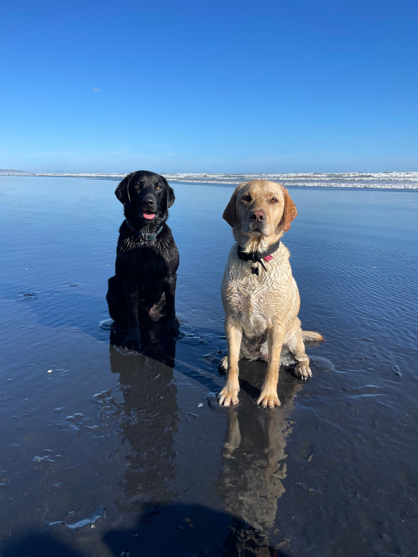 Dog walking & Pet Sitting Auckland | Pups in Motion NZ's image