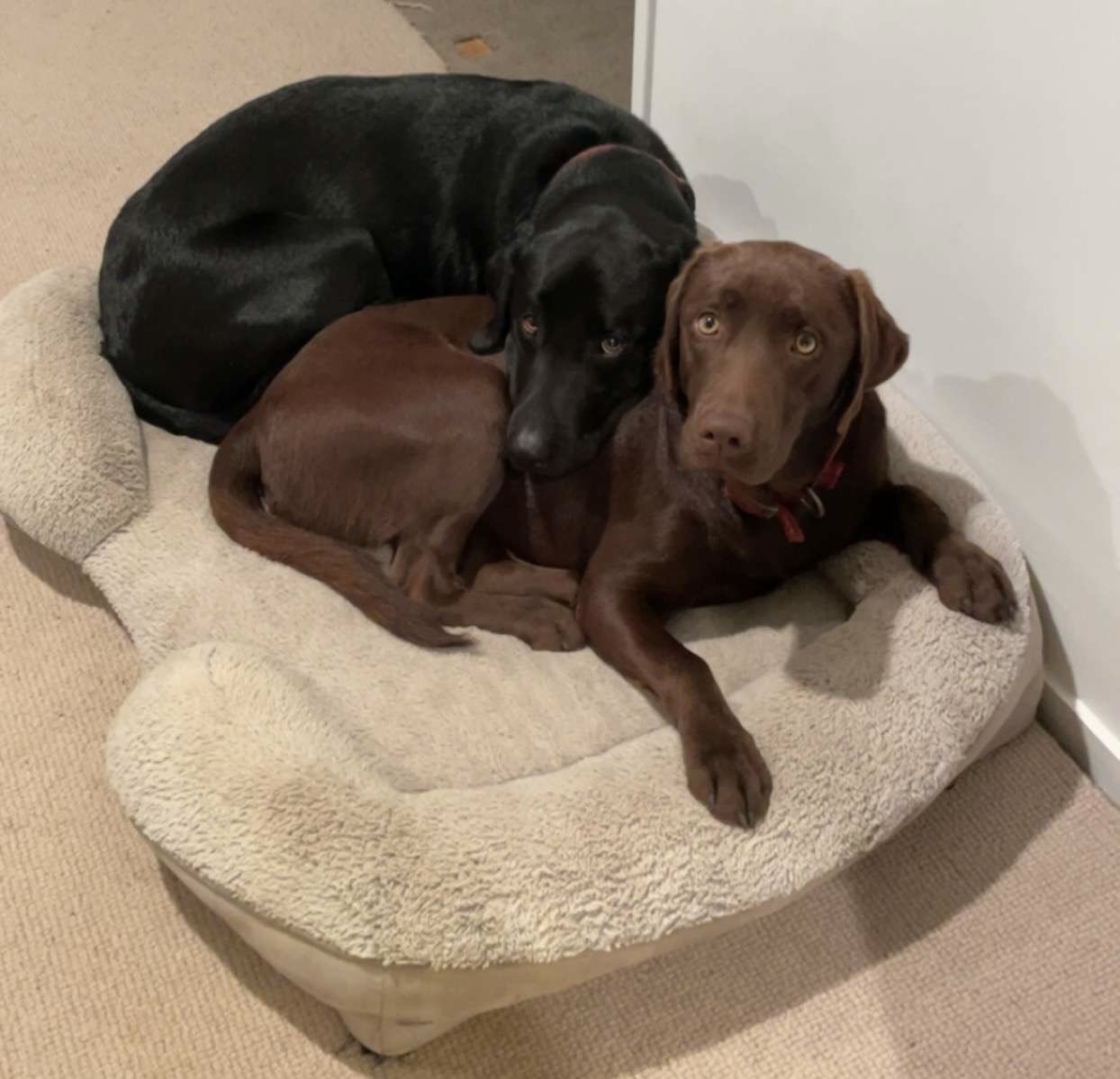 Dog walking & Pet Sitting Auckland | Pups in Motion NZ's image