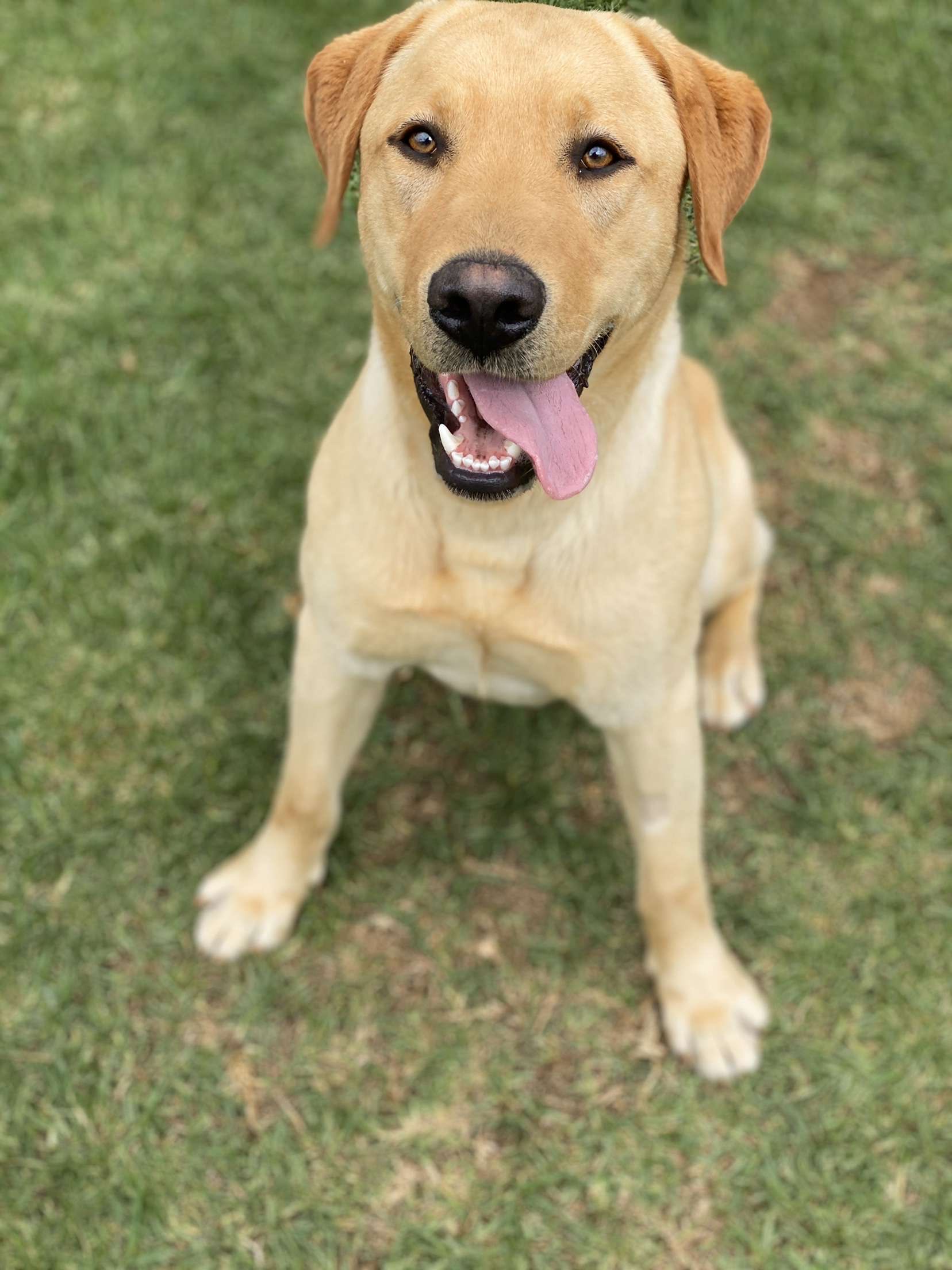 Dog walking & Pet Sitting Auckland | Pups in Motion NZ's image