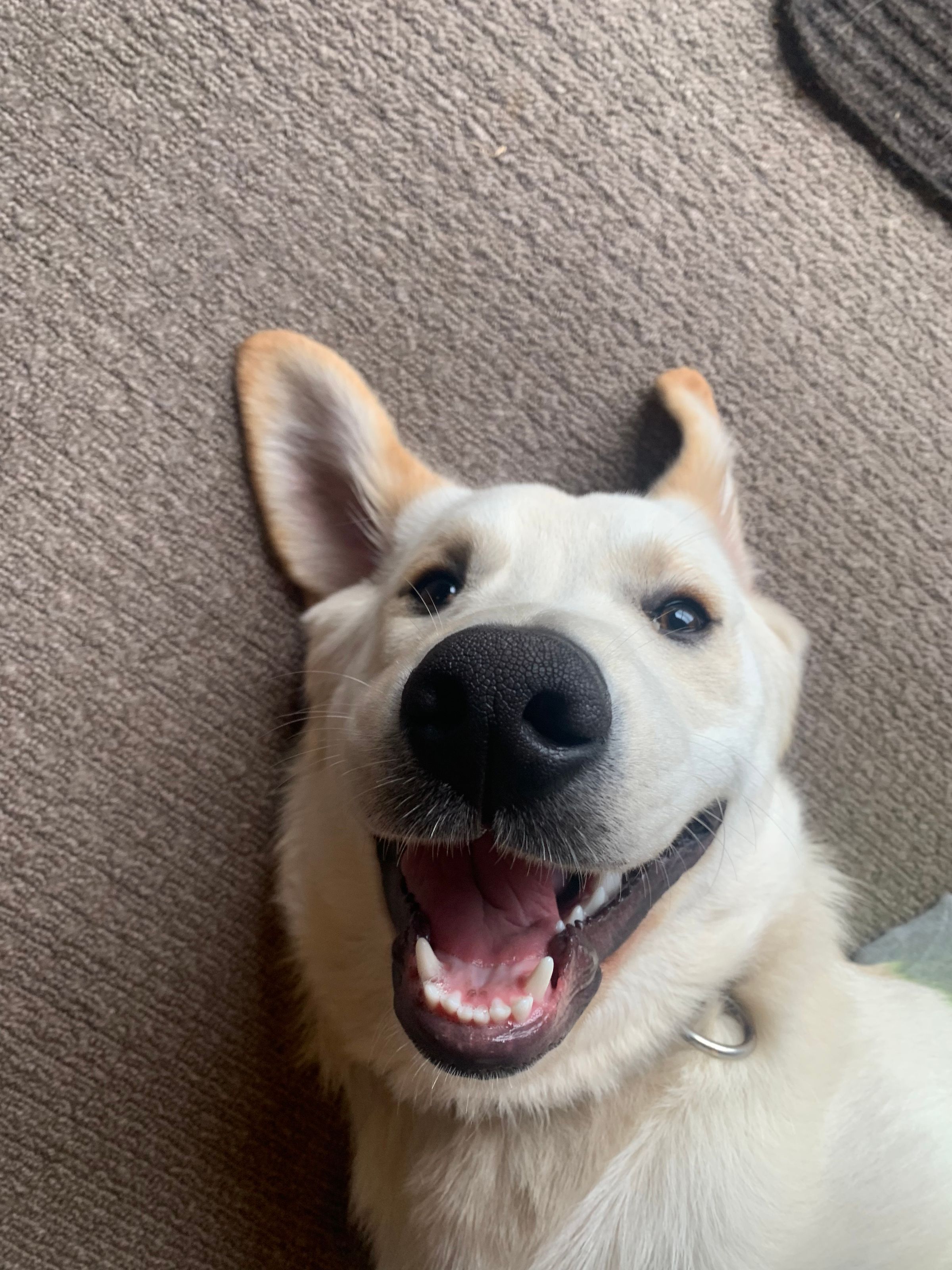 Dog walking & Pet Sitting Auckland | Pups in Motion NZ's image