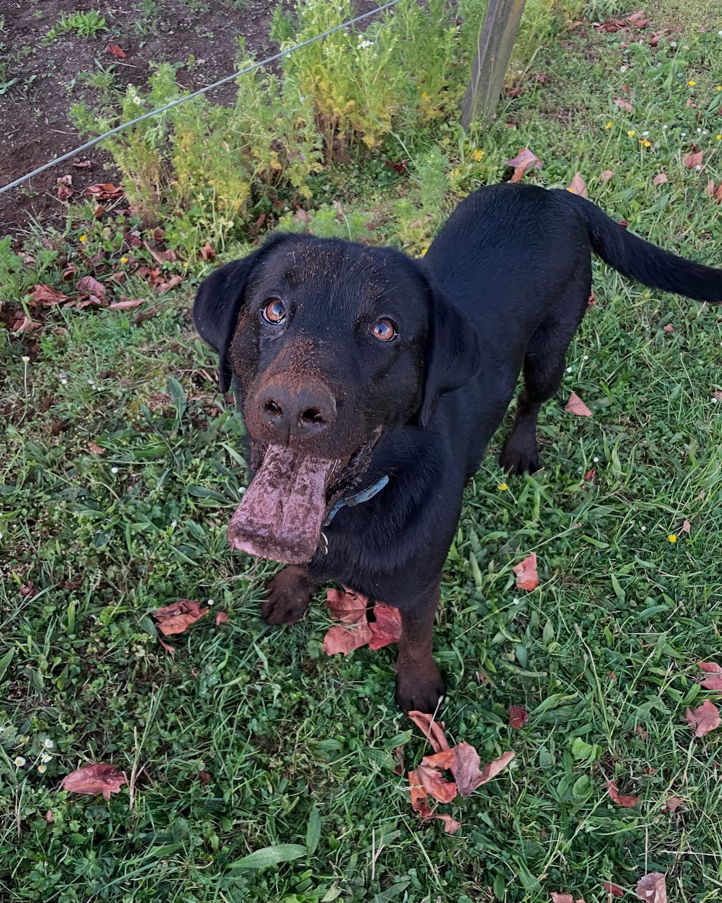 Dog walking & Pet Sitting Auckland | Pups in Motion NZ's image