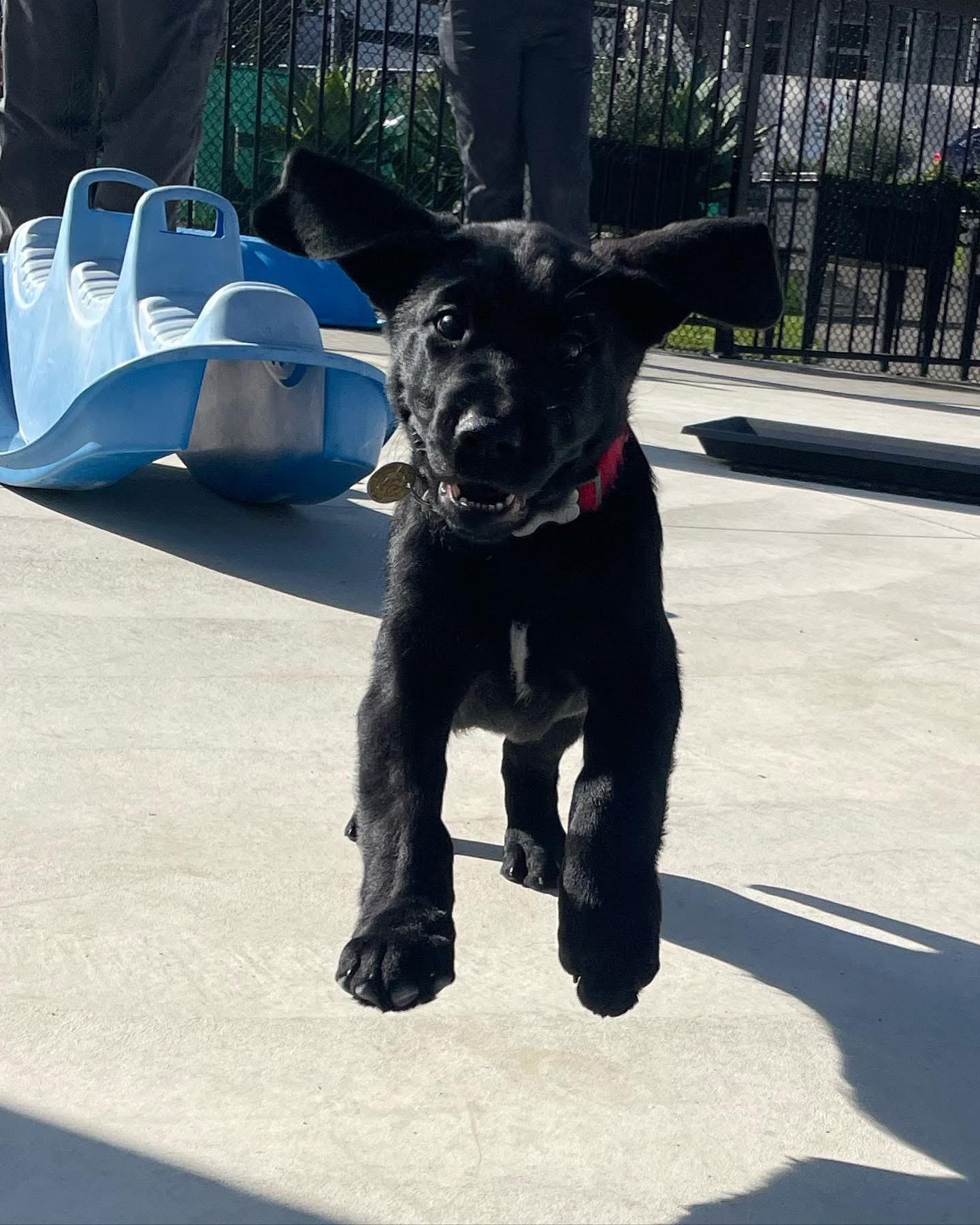 Dog walking & Pet Sitting Auckland | Pups in Motion NZ's image