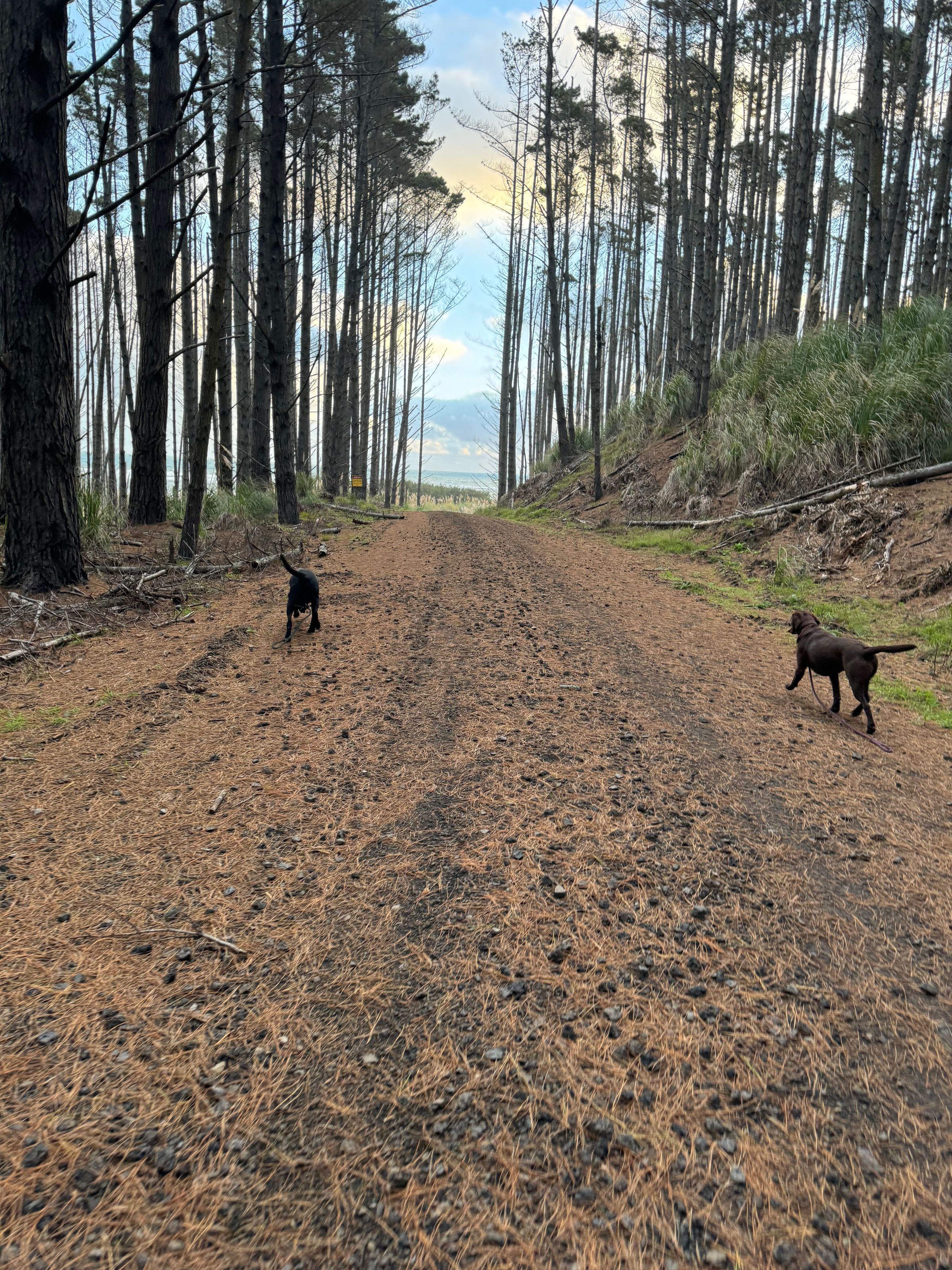 Dog walking & Pet Sitting Auckland | Pups in Motion NZ's image
