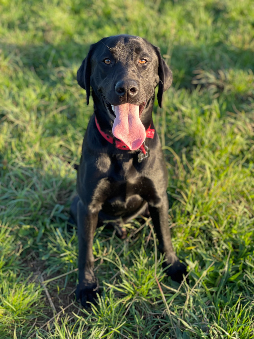 Dog walking & Pet Sitting Auckland | Pups in Motion NZ's image