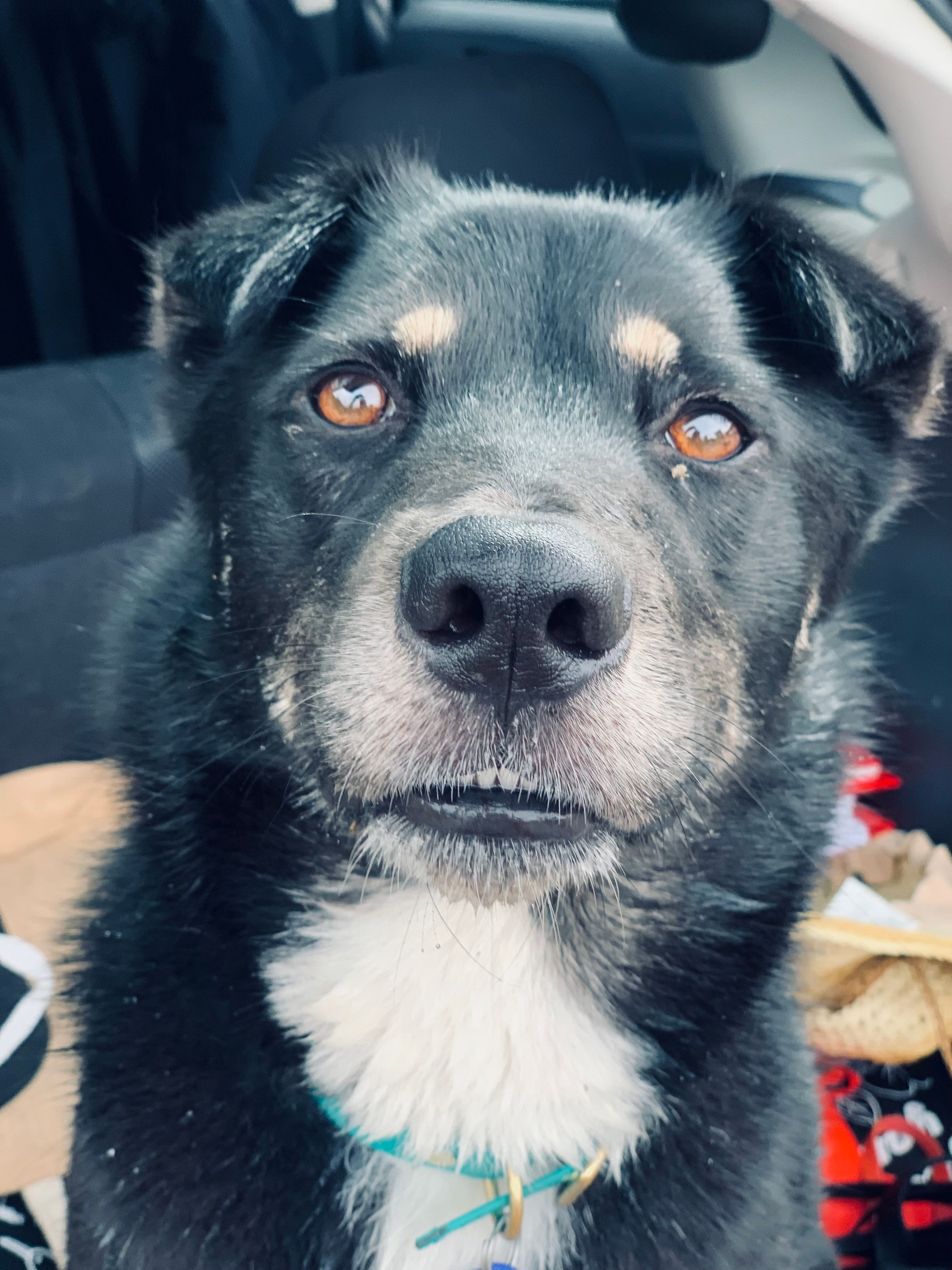 Dog walking & Pet Sitting Auckland | Pups in Motion NZ's image