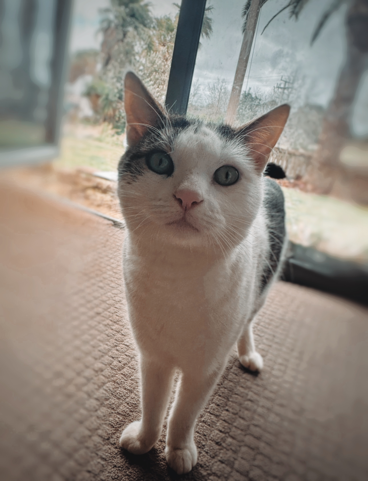 Dog walking & Pet Sitting Auckland | Pups in Motion NZ's image