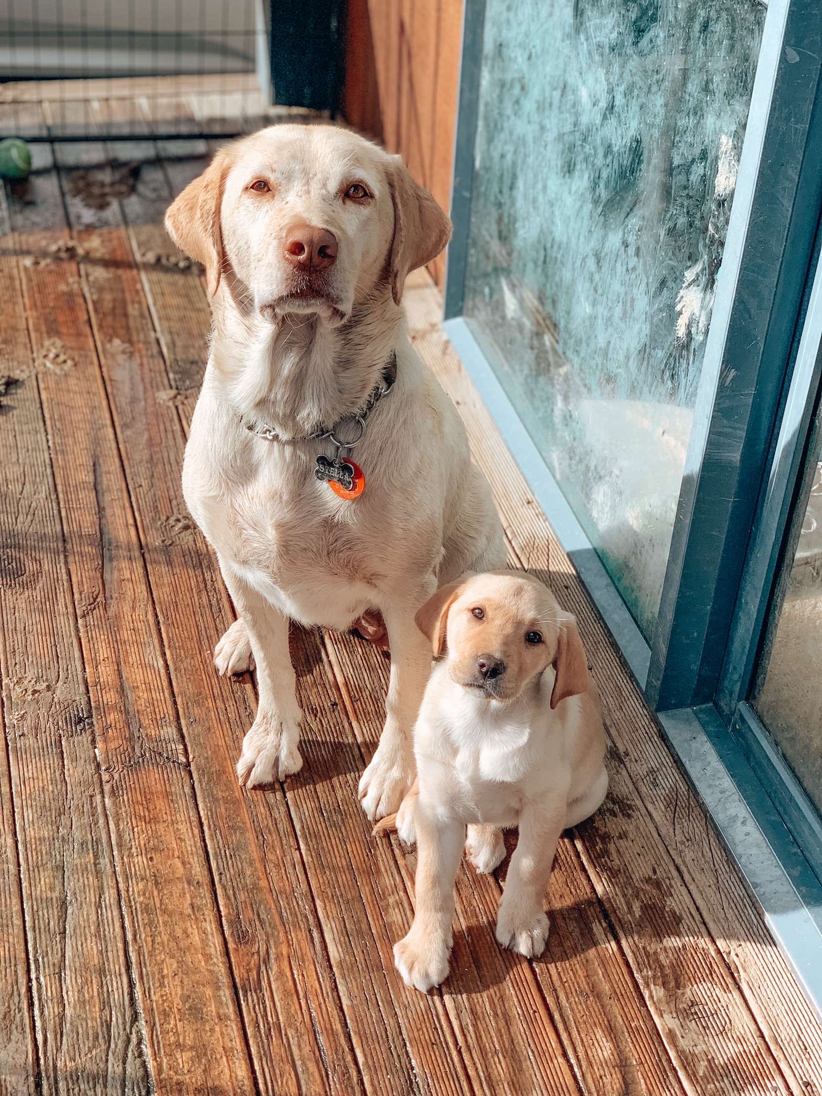 Dog walking & Pet Sitting Auckland | Pups in Motion NZ's image