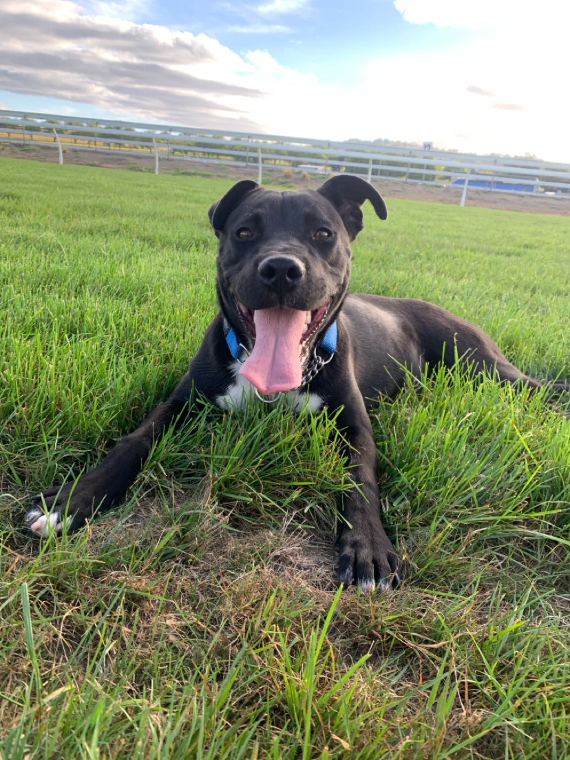 Dog walking & Pet Sitting Auckland | Pups in Motion NZ's image